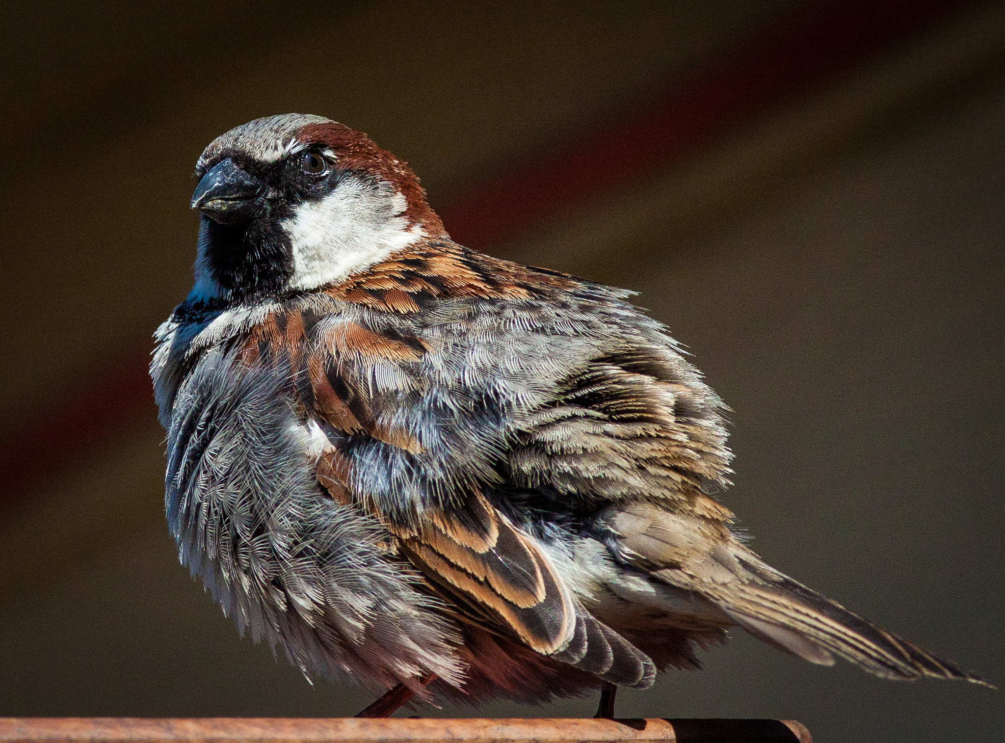 Canon EOS 50D + Canon EF 300mm F4L IS USM sample photo. The many colors of mr. sparrow photography