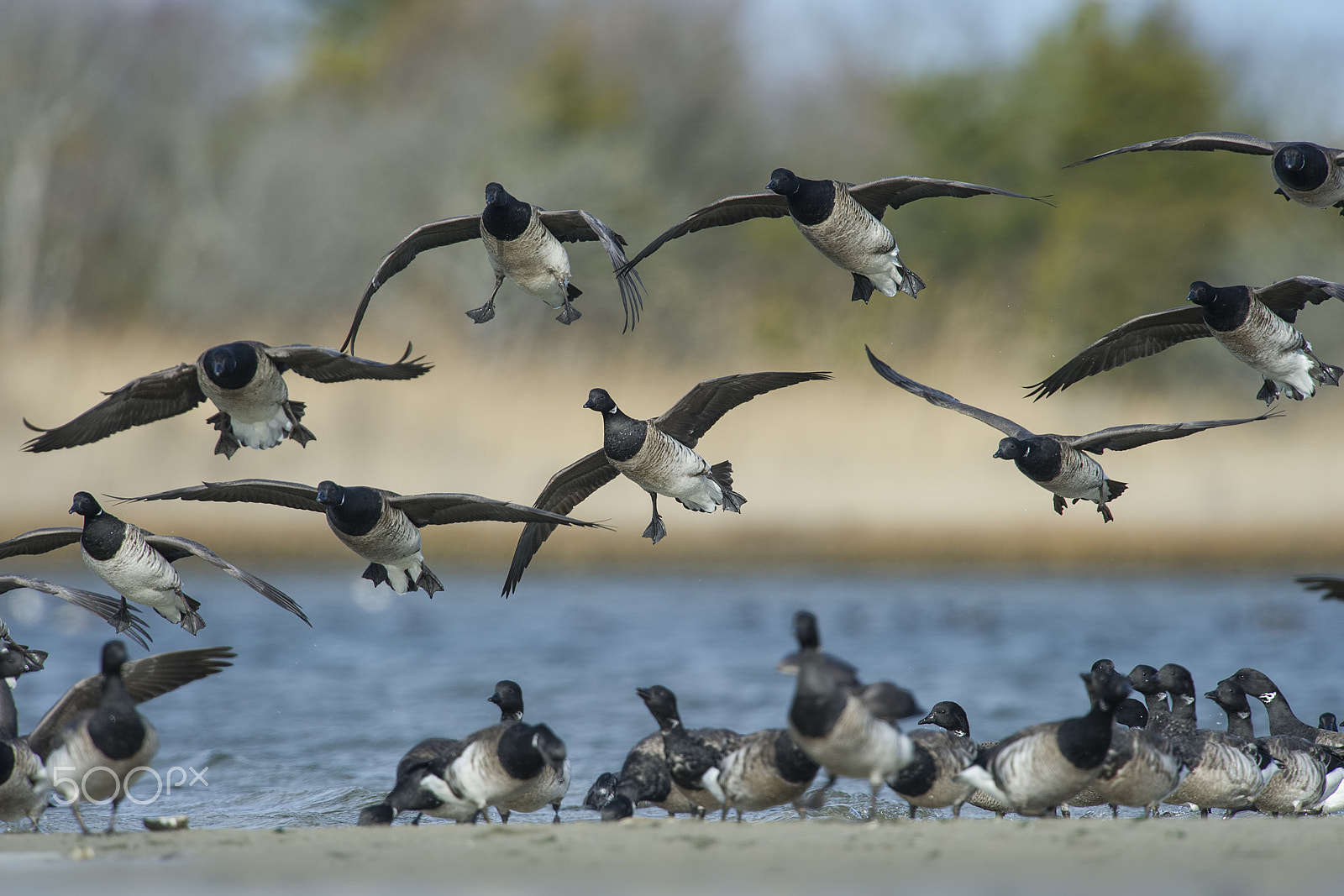 Nikon D3S + Nikon AF-S Nikkor 500mm F4G ED VR sample photo. Flock together photography