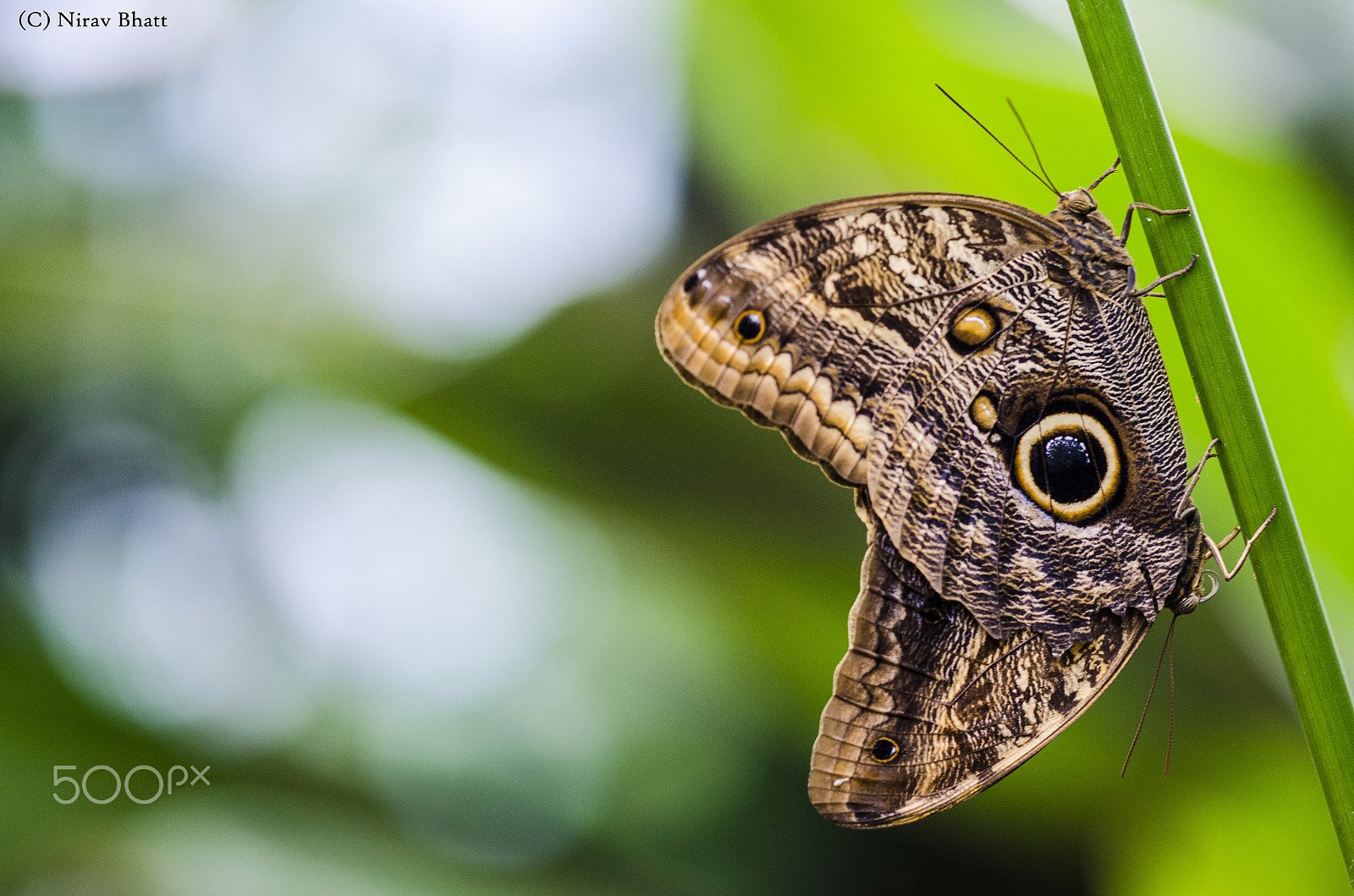 Sigma 150mm F2.8 EX DG Macro HSM sample photo. Mating time photography