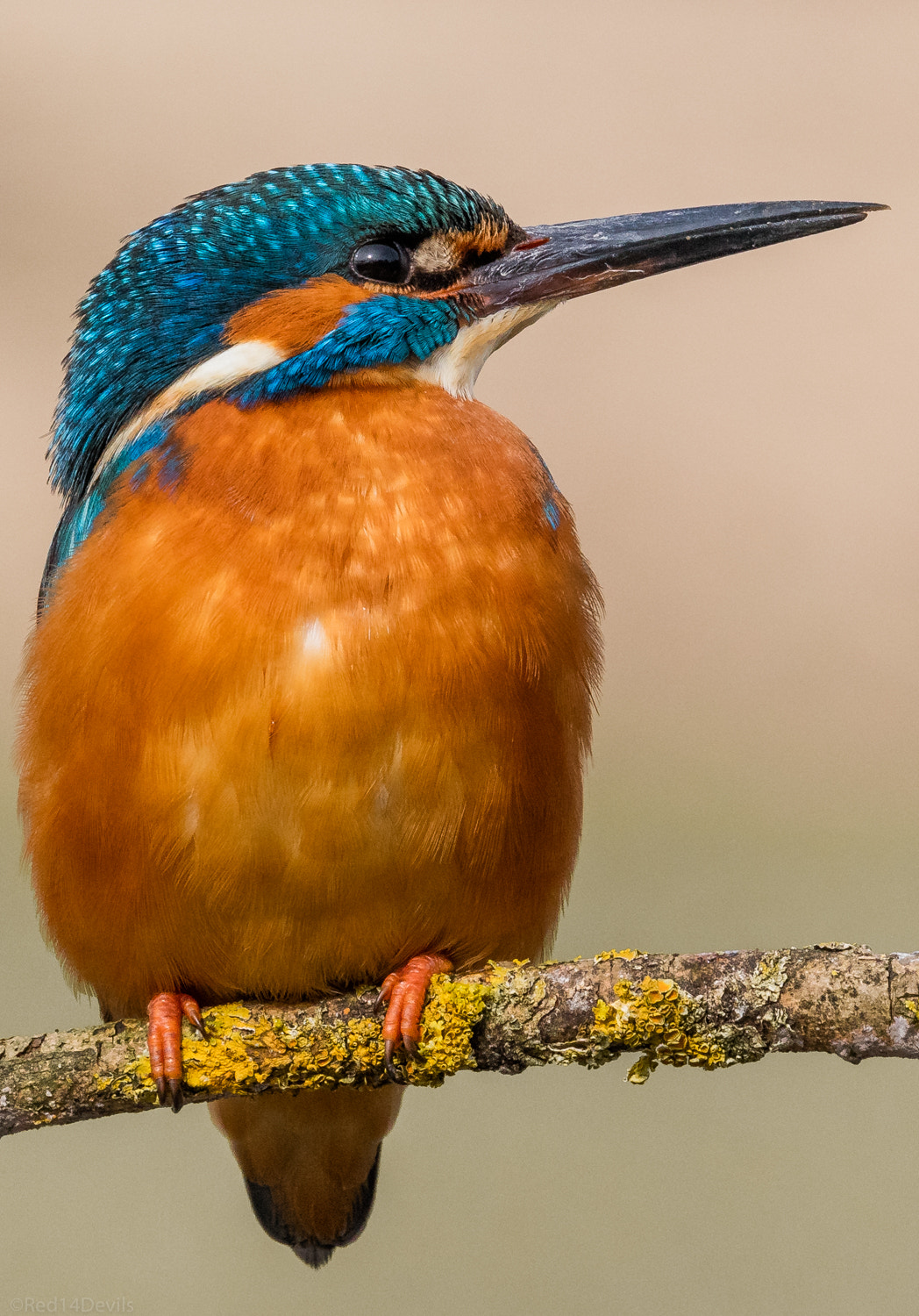 Canon EF 100-400mm F4.5-5.6L IS II USM sample photo. Kingfisher photography