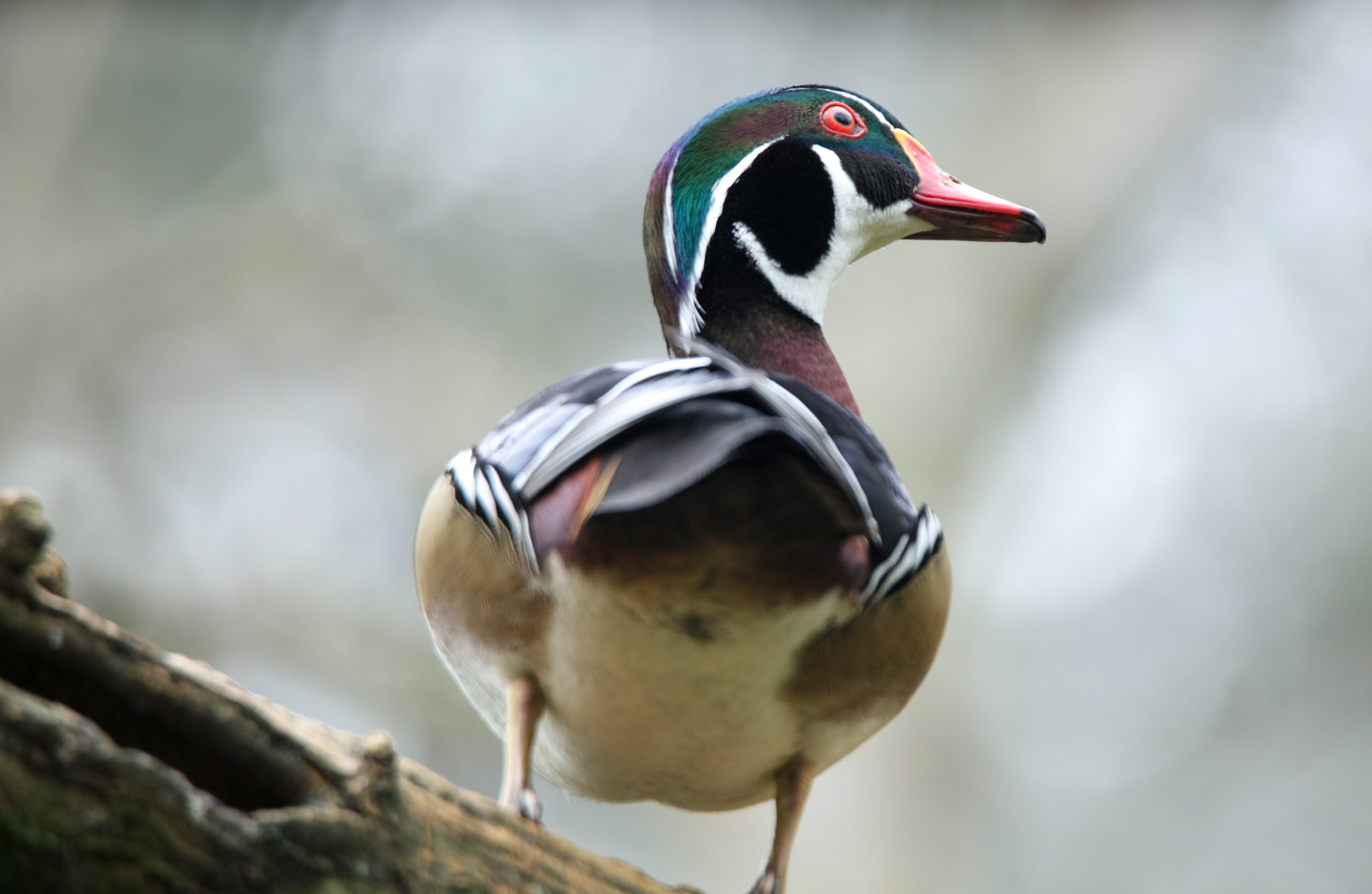 Tamron SP 150-600mm F5-6.3 Di VC USD sample photo. Mandarin duck photography