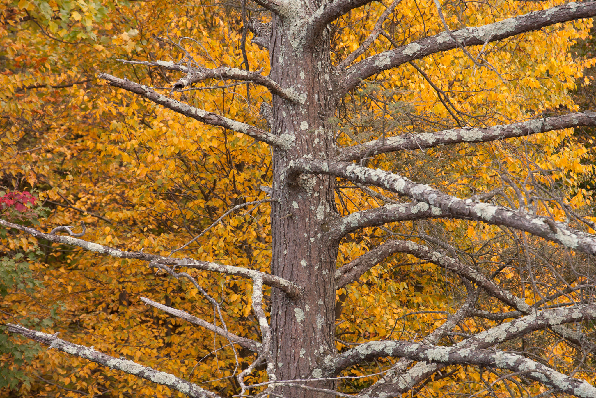 Canon EOS 40D + Canon EF 500mm F4L IS USM sample photo. New york in fall photography