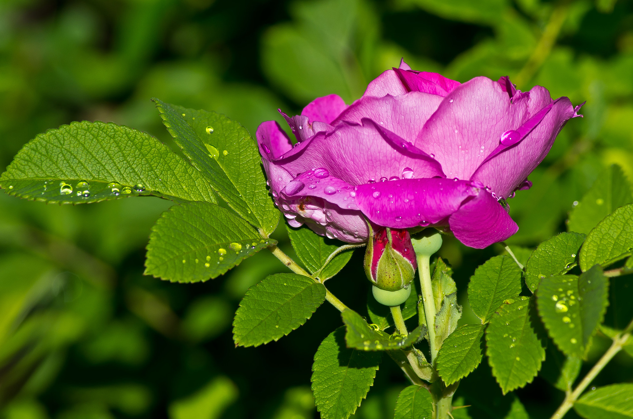 Pentax K-5 + Tamron AF 70-300mm F4-5.6 Di LD Macro sample photo. Fresh rose photography