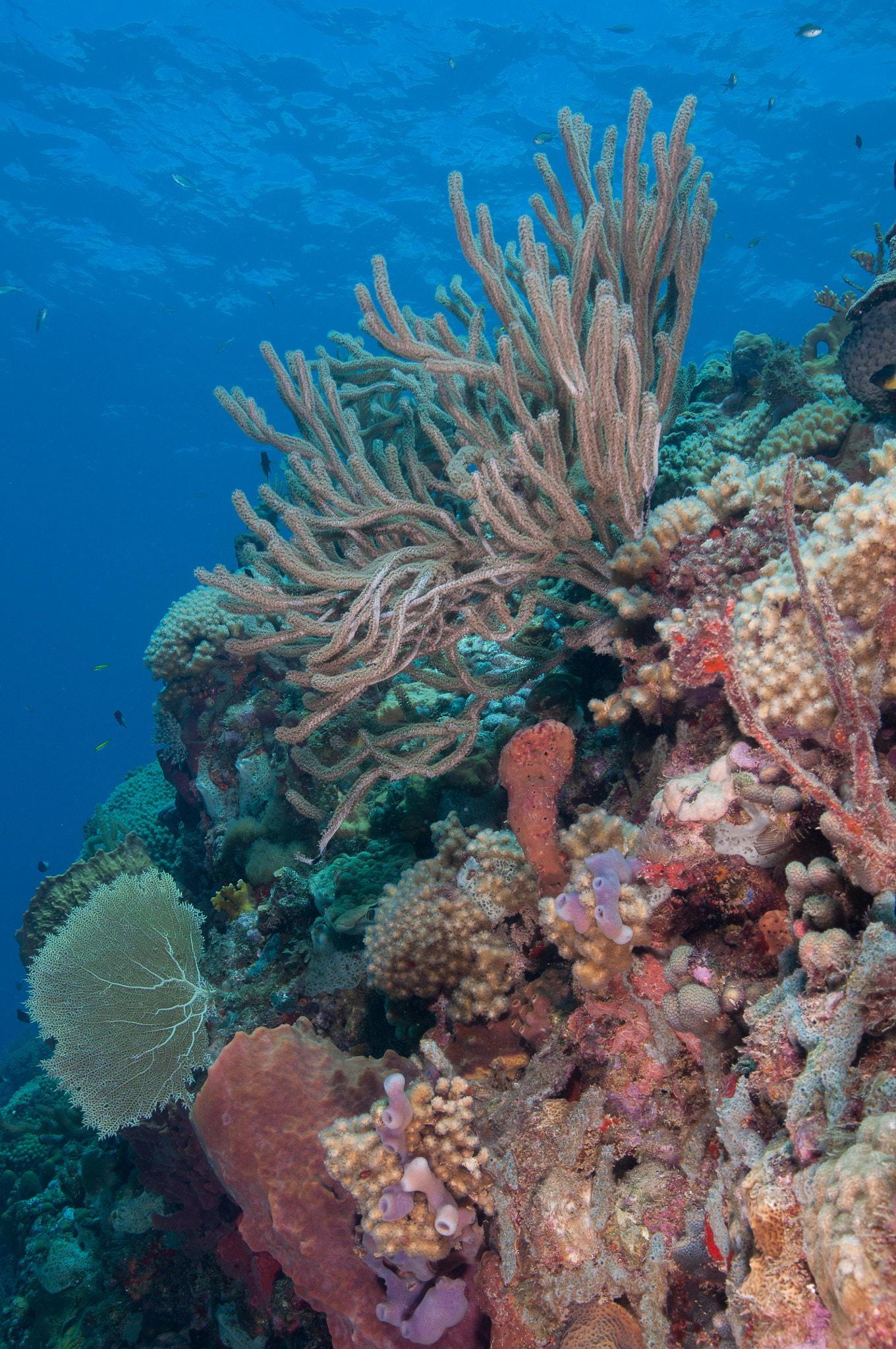 Sigma 17-70mm F2.8-4 DC Macro OS HSM sample photo. Reef photography