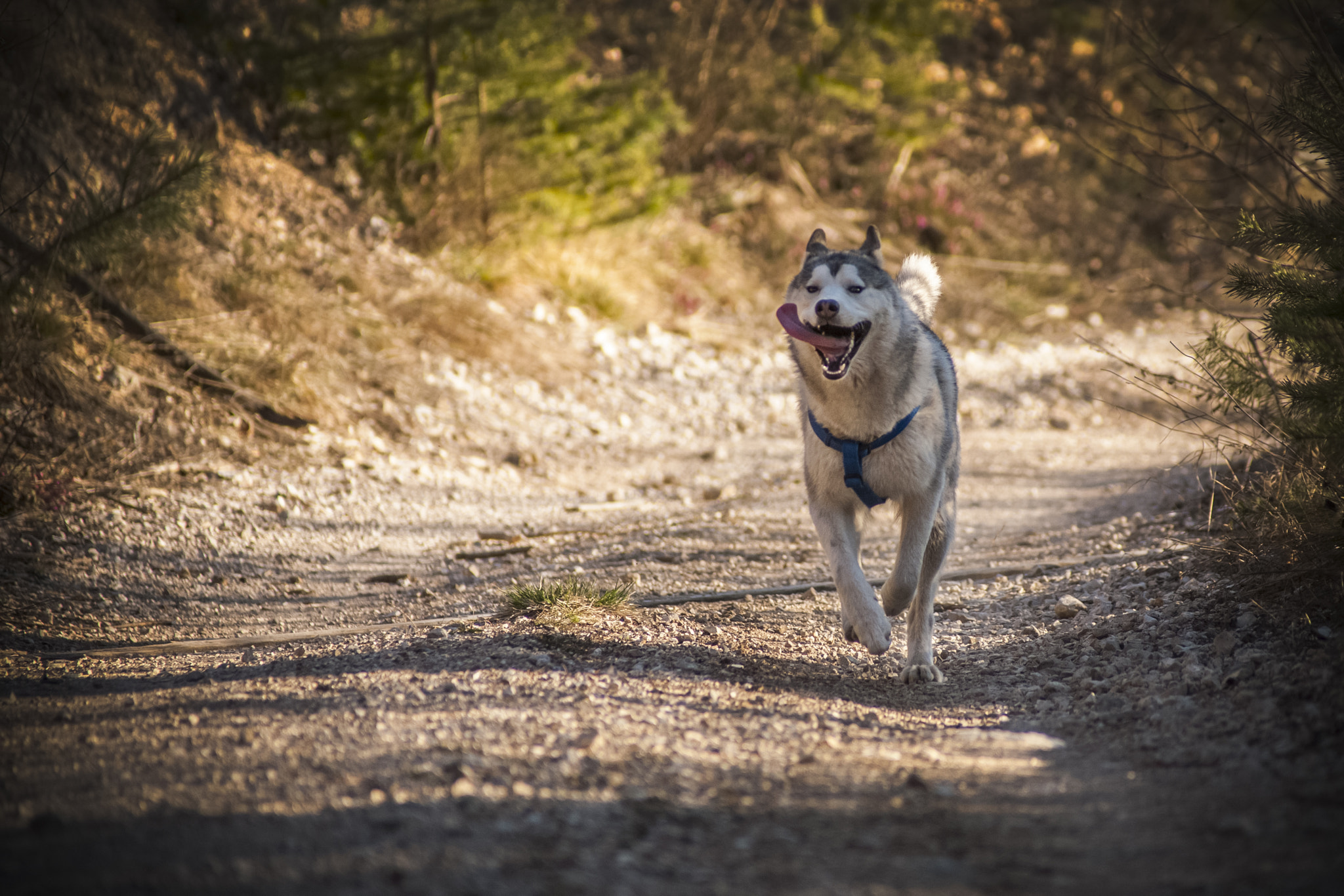 Canon EOS 5D + Canon EF 70-210mm f/3.5-4.5 USM sample photo. Never licking me photography