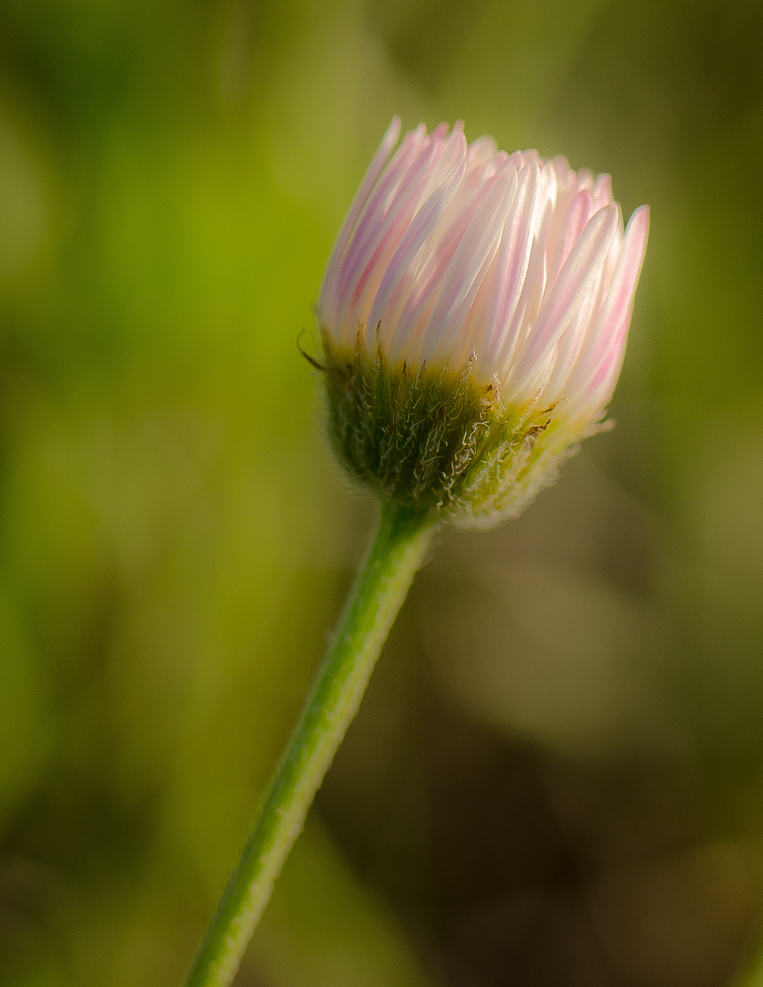 Tamron SP 35mm F1.8 Di VC USD sample photo. Prairie fleabane photography