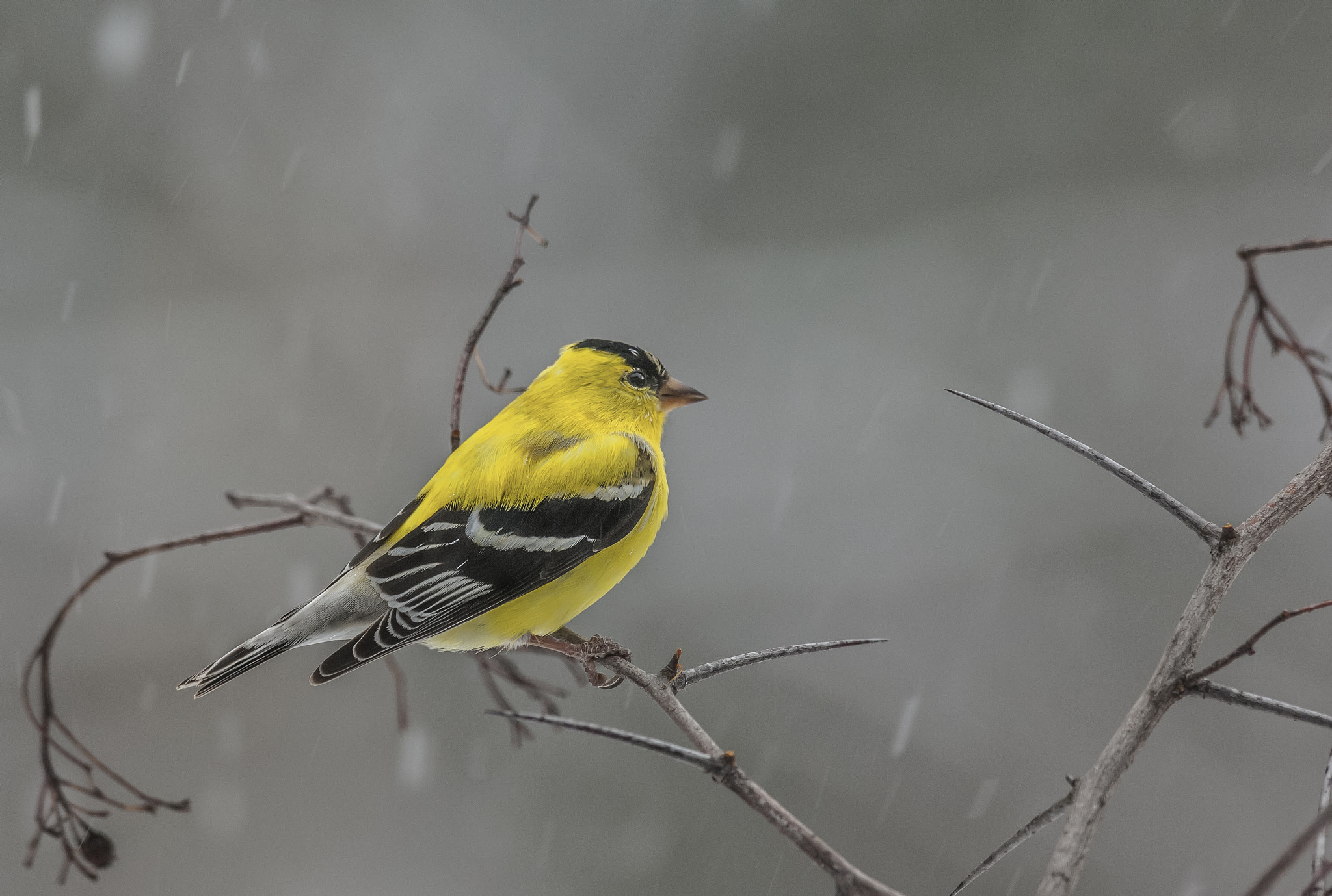 Nikon AF-S Nikkor 200-400mm F4G ED-IF VR sample photo. In the spring male american goldfinches replace th ... photography