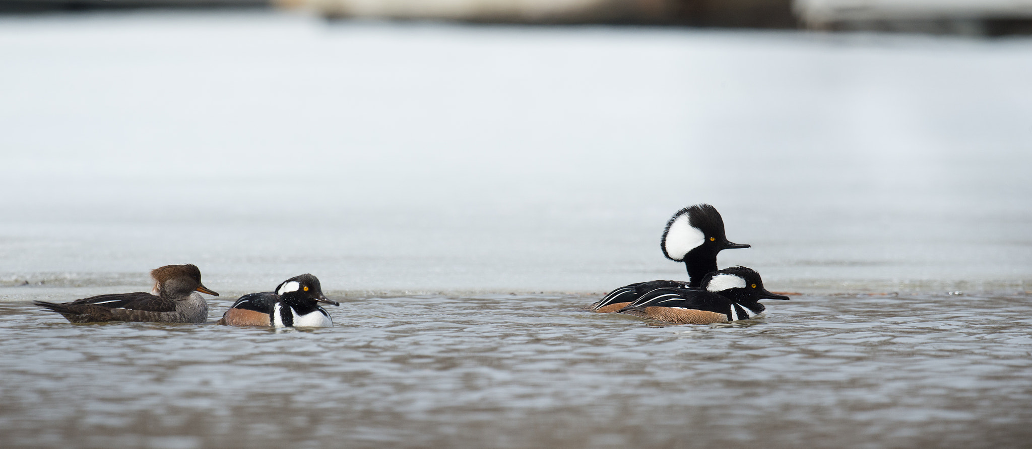 Sigma 24-60mm F2.8 EX DG sample photo. Harle couronne - lophodytes cucullatus - hooded merganser photography