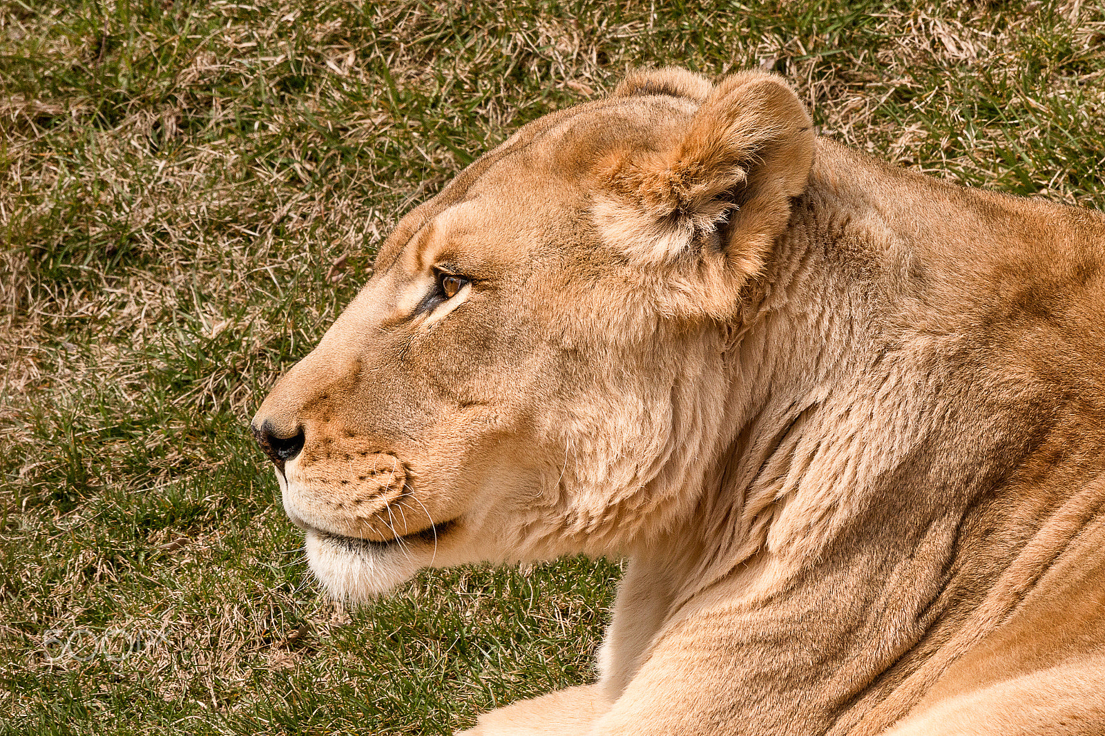 Sigma 50-500mm f/4-6.3 APO HSM EX sample photo. Lioness profile photography