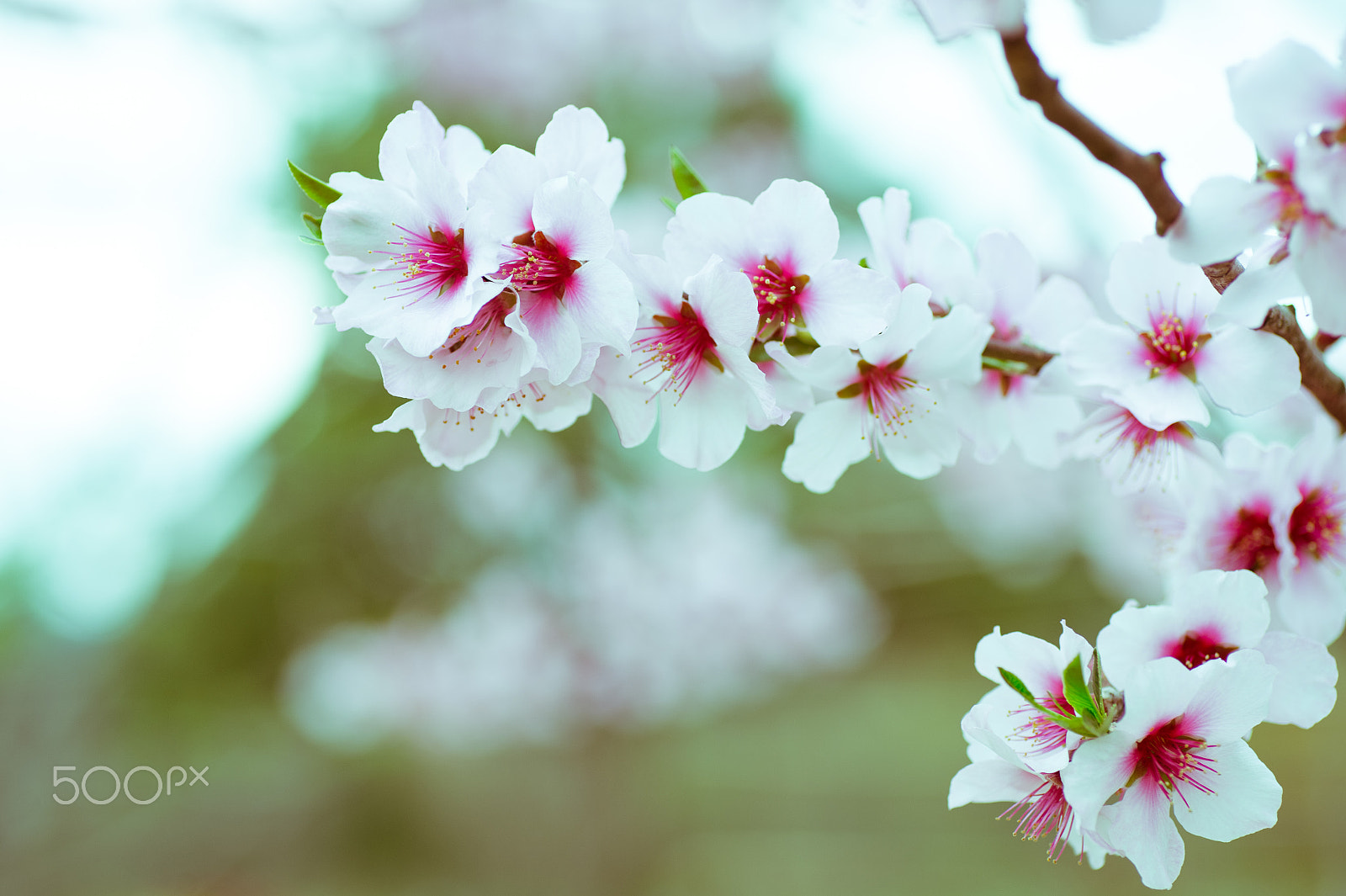 Nikon Df sample photo. Almond flowers photography