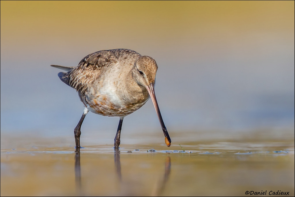 Canon EF 500mm F4L IS II USM sample photo. Hudsonian godwit catching a mussel photography