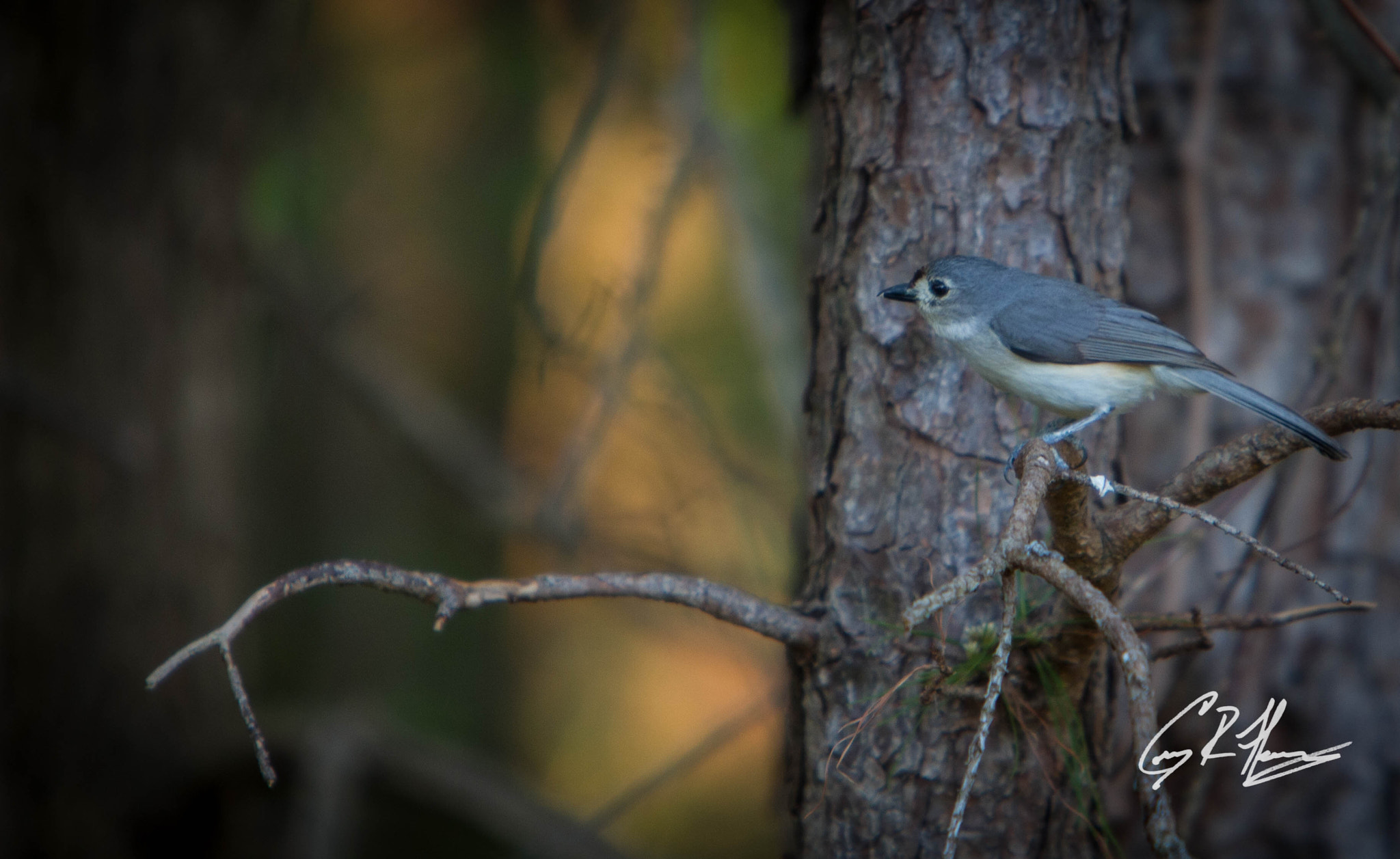 Canon EOS 7D + Canon EF 70-200mm F2.8L IS USM sample photo