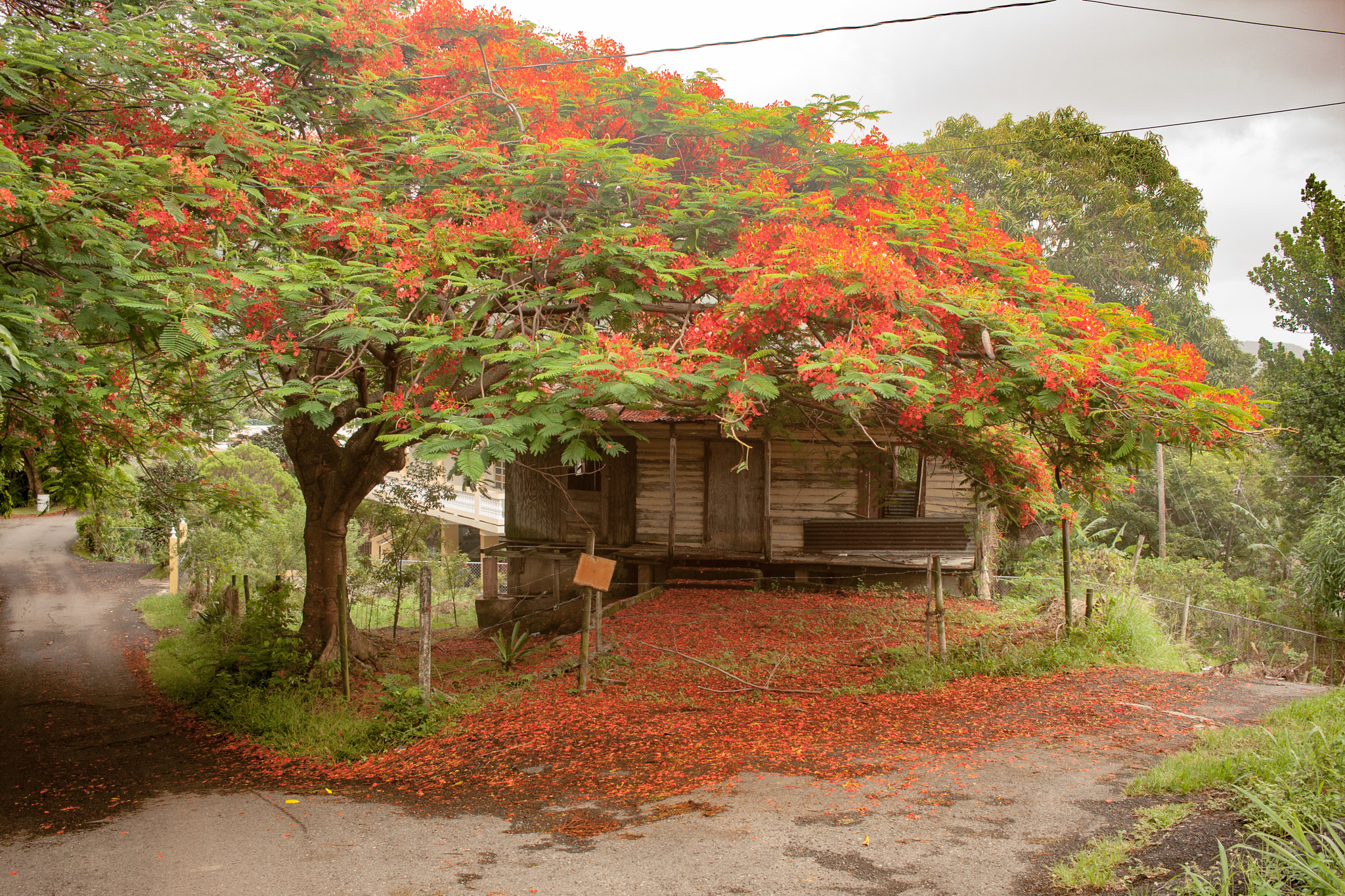 Canon EF-S 24mm F2.8 STM sample photo. Flamboyan photography