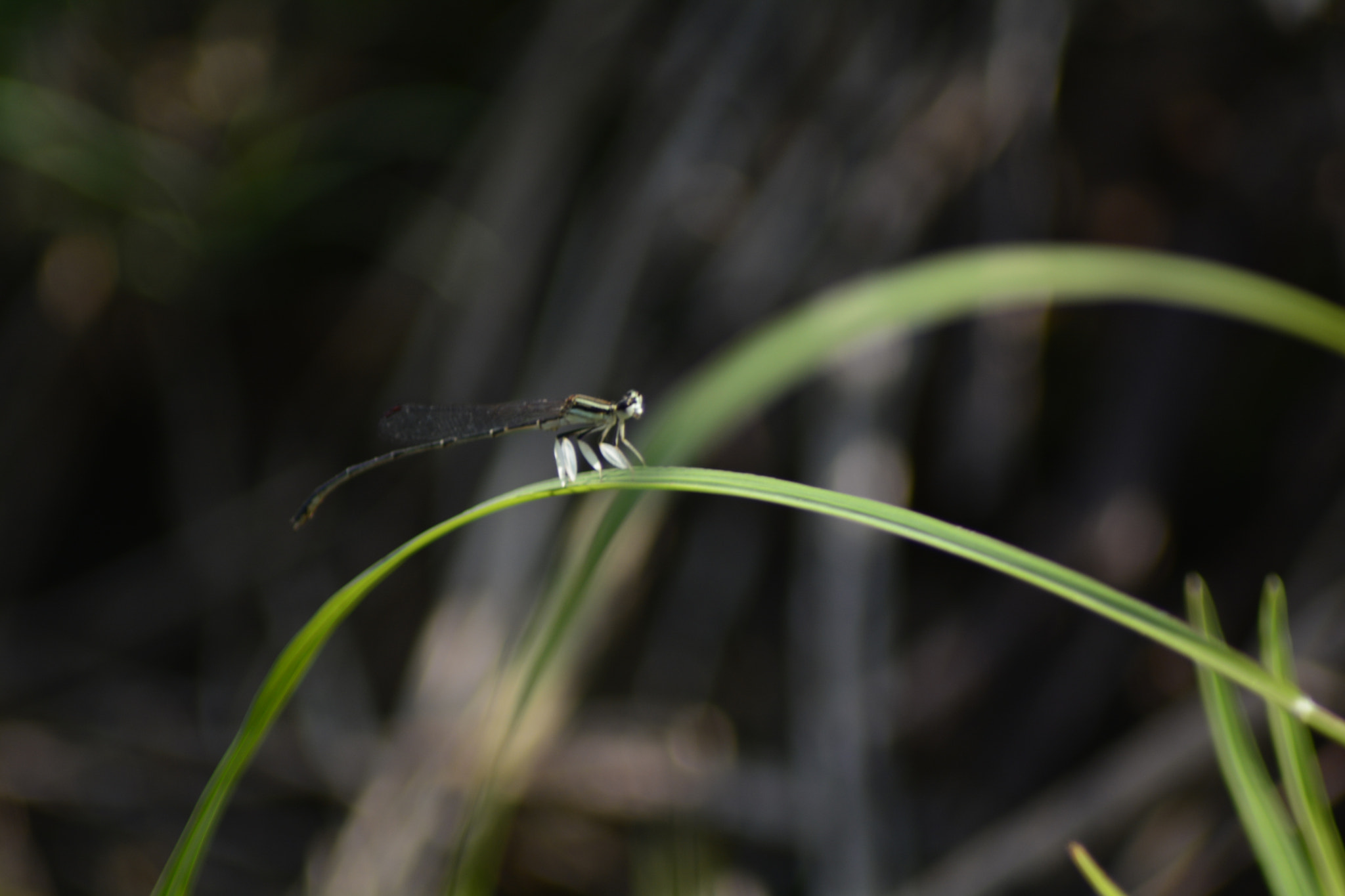 Nikon AF Nikkor 70-300mm F4-5.6G sample photo. 没有微距头，慢慢尝试。 photography