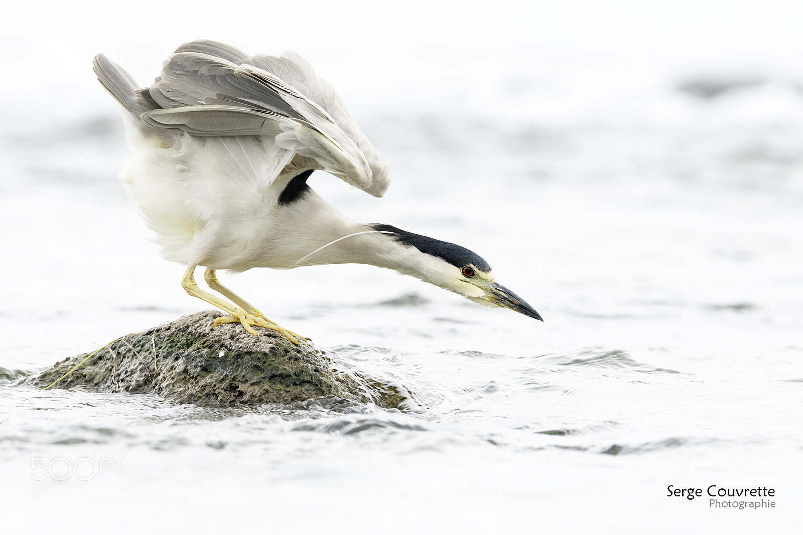 Nikon D300 + Nikon AF-S Nikkor 500mm F4G ED VR sample photo. Wait for it photography