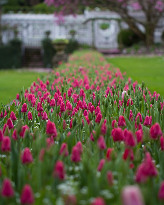 Canon EF 100mm F2.8L Macro IS USM sample photo. Tiptoe through the tulips photography
