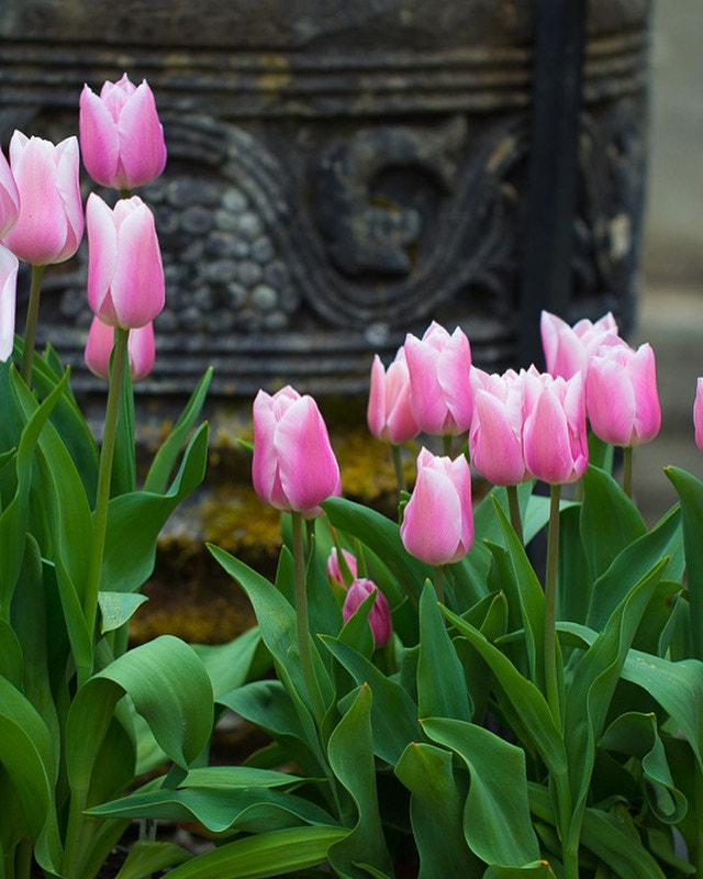 Canon EF 100mm F2.8L Macro IS USM sample photo. Tulips photography