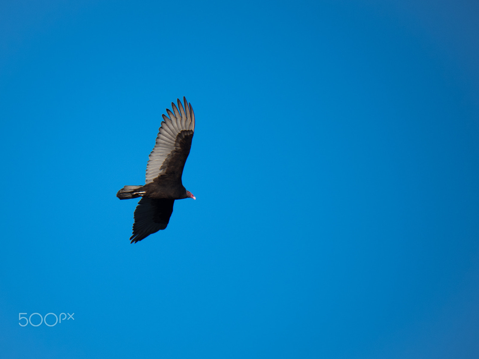 Panasonic Lumix DMC-GH4 sample photo. Vulture photography