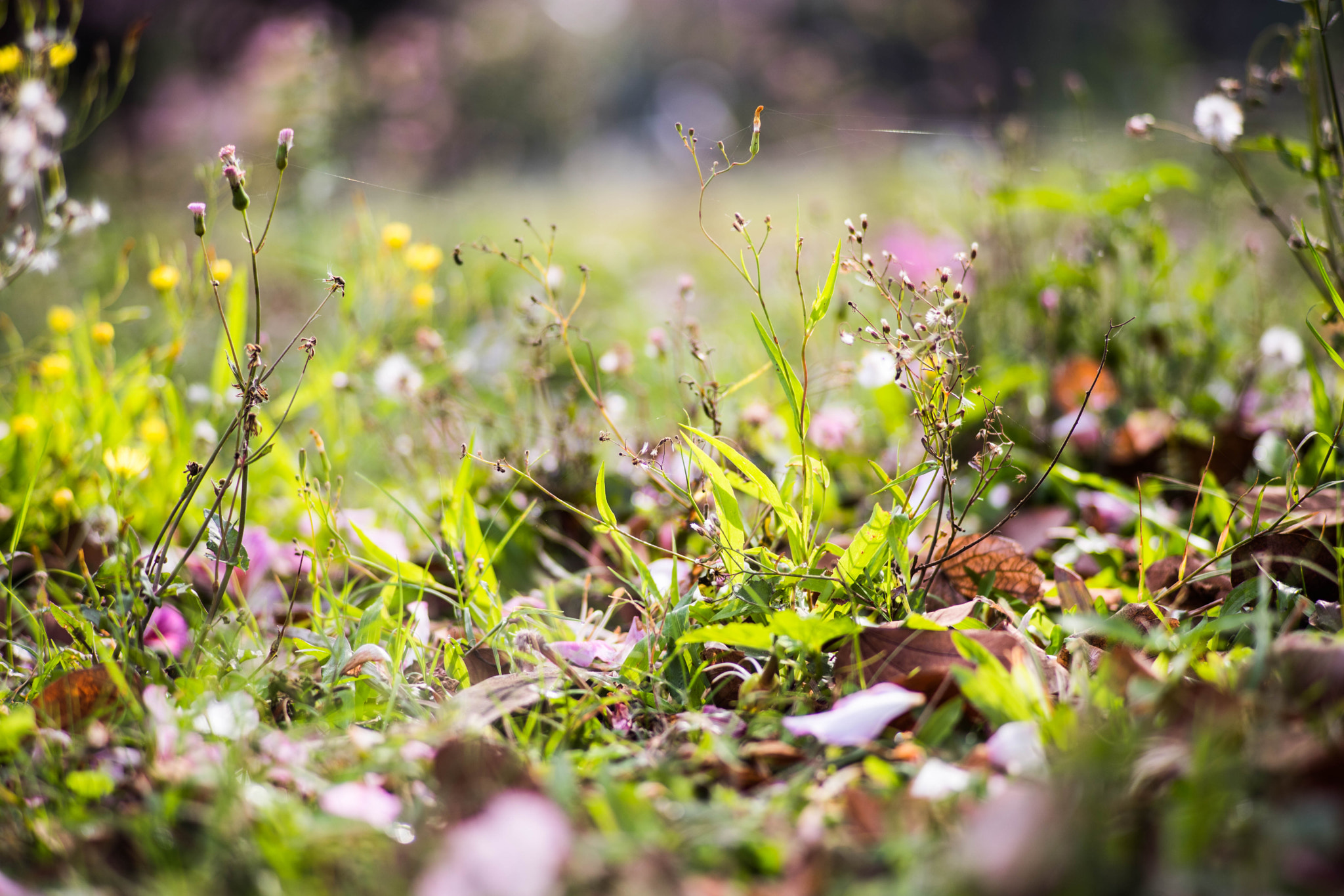 0mm F0 SAM sample photo