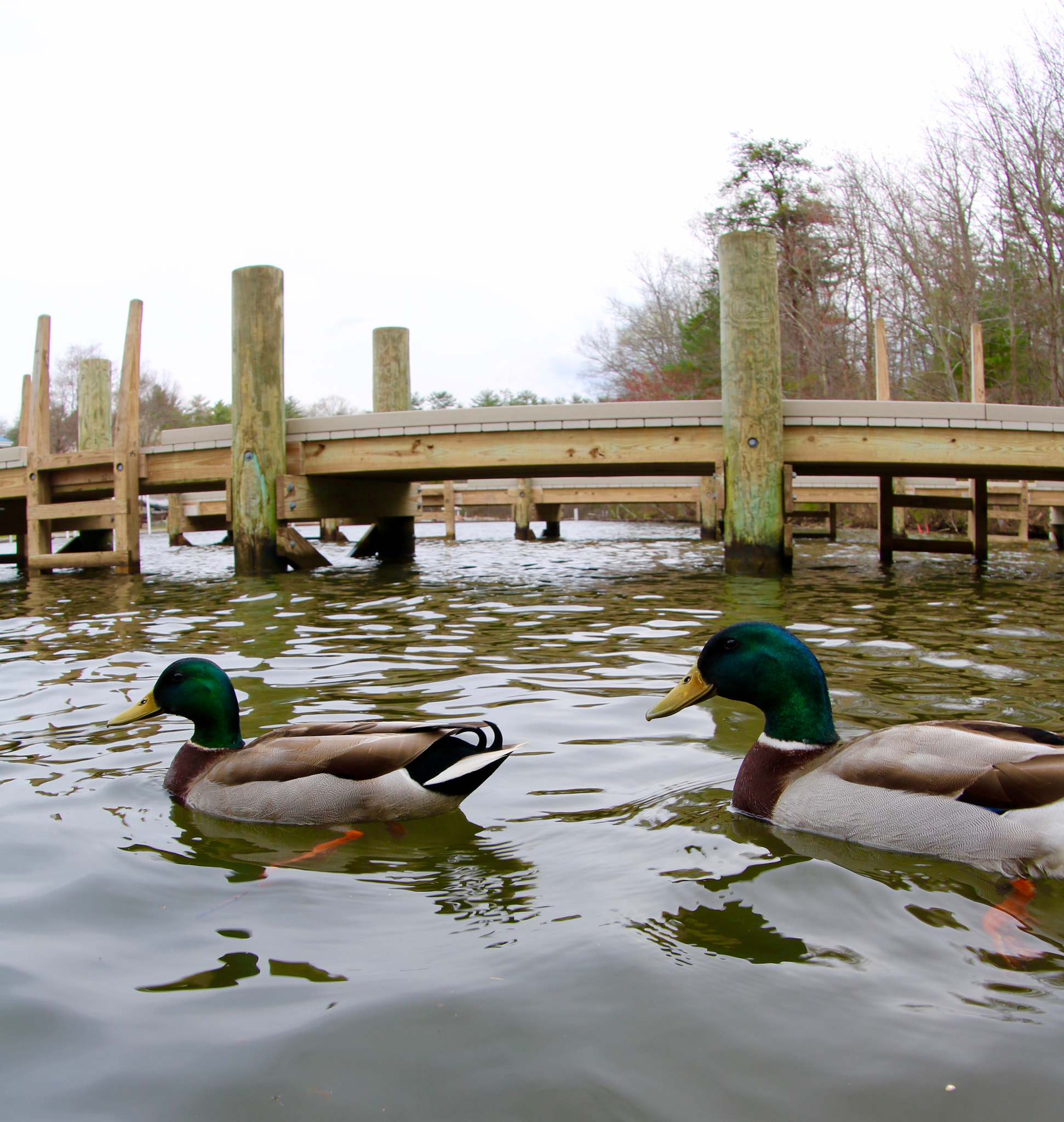 Canon EF 8-15mm F4L Fisheye USM sample photo. Quack quack photography