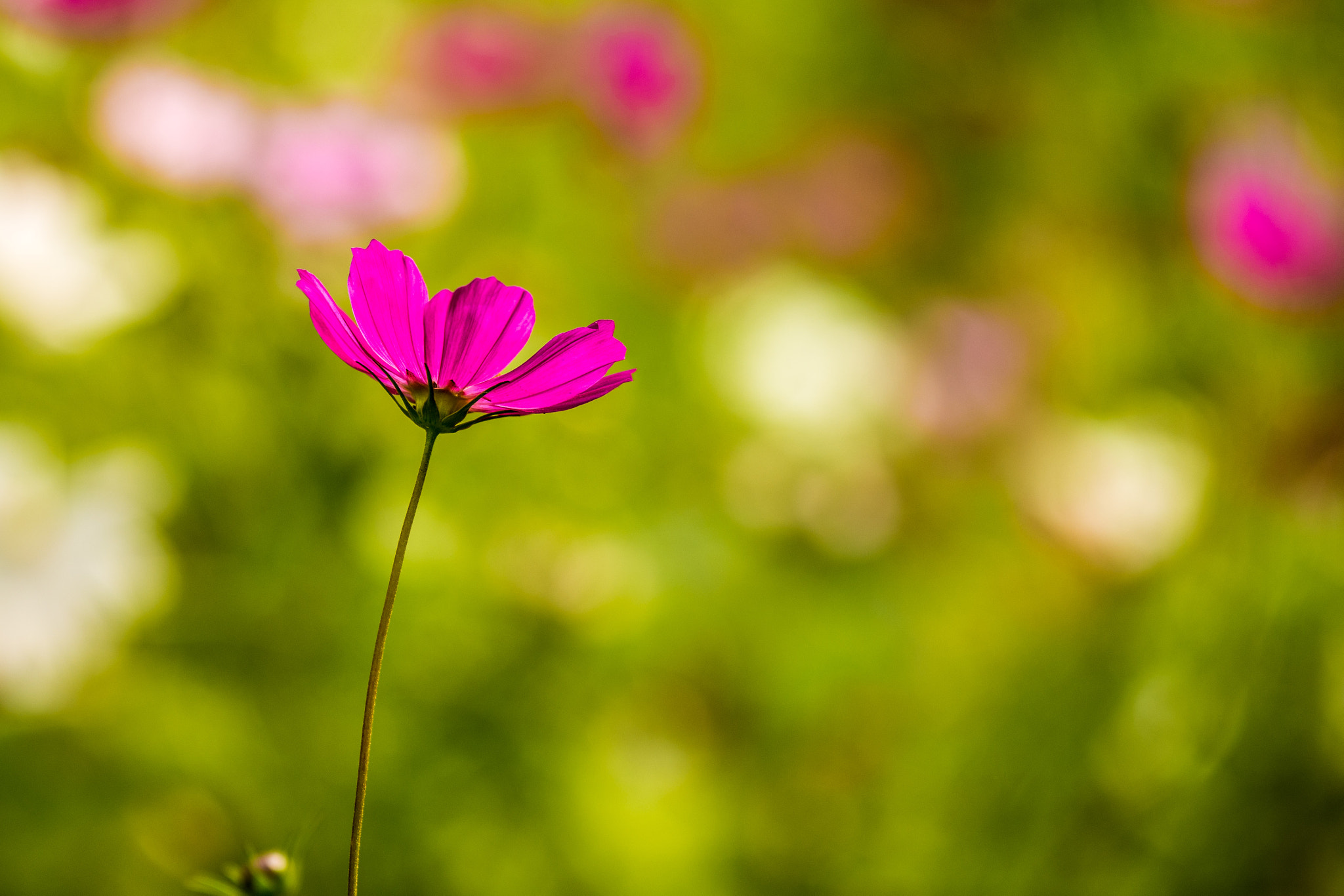 Sigma 50-150mm F2.8 EX APO DC OS HSM sample photo. Primus inter pares photography