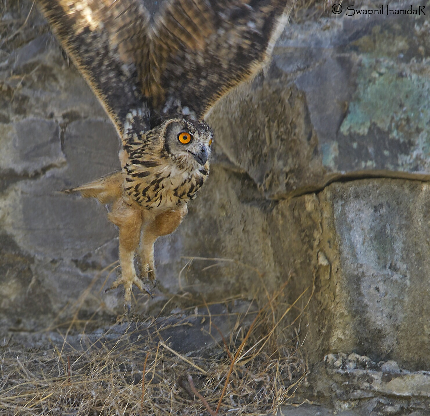 Sigma 150-500mm F5-6.3 DG OS HSM sample photo. Indian eagle owl photography