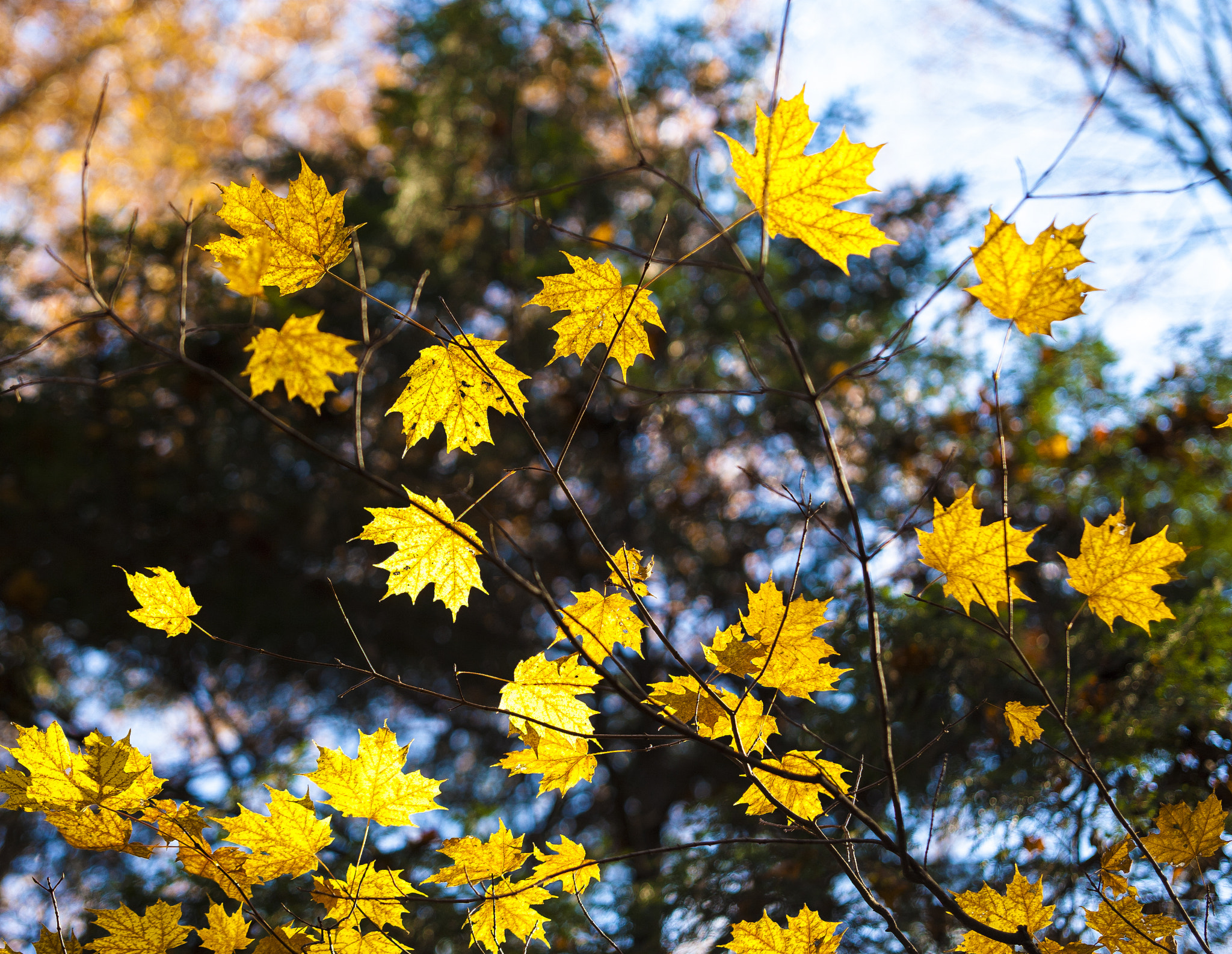 Sigma 70-200mm F2.8 EX DG OS HSM sample photo. Close to sky photography