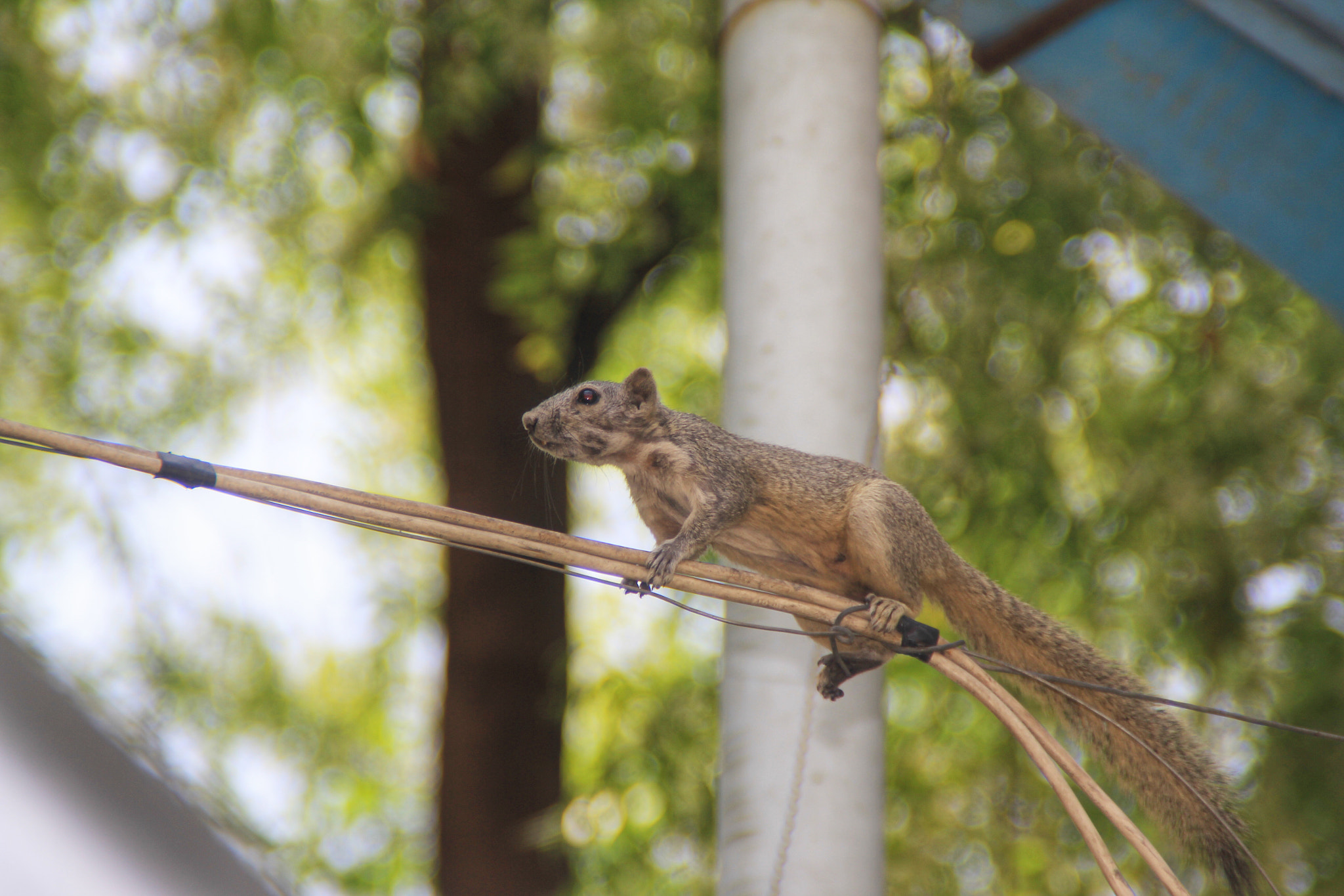 Canon EOS 60D + Canon 18-200mm sample photo. Squirrel walking photography