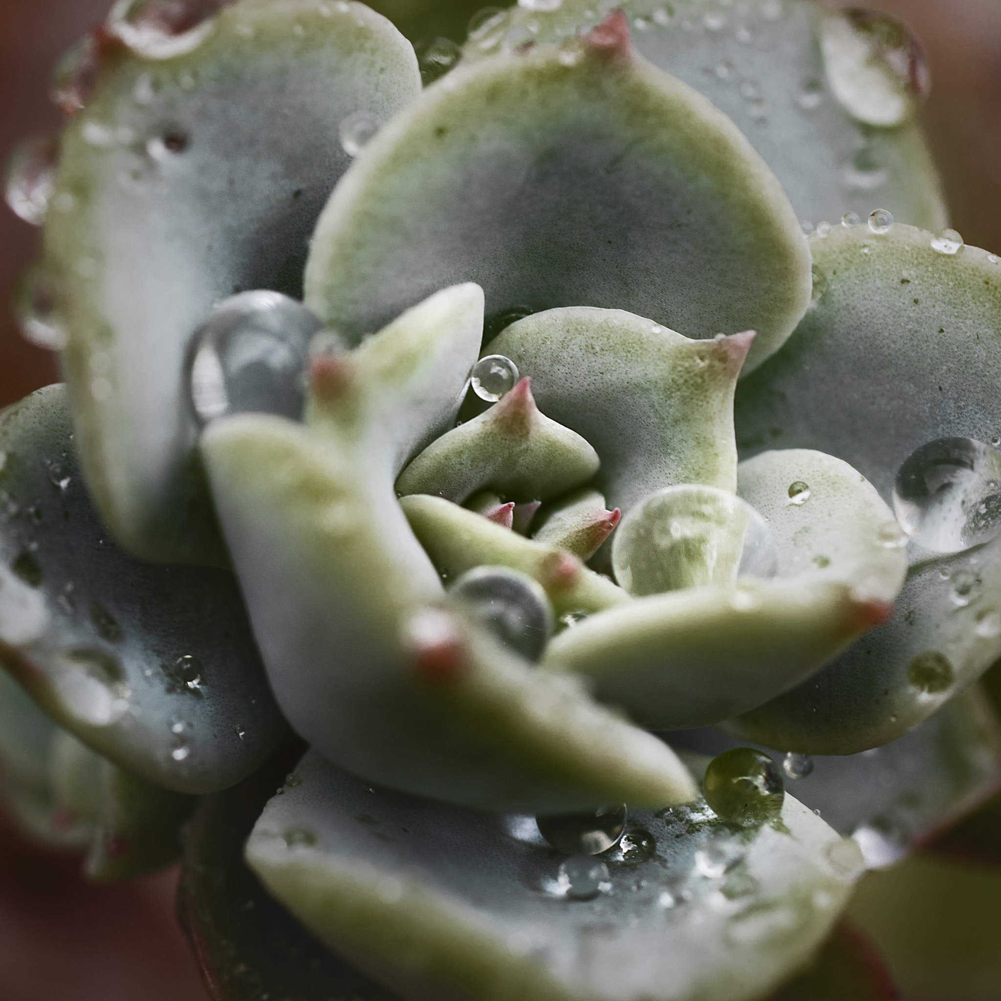 Nikon D7000 + Sigma 50mm F2.8 EX DG Macro sample photo. Small pearl drop photography