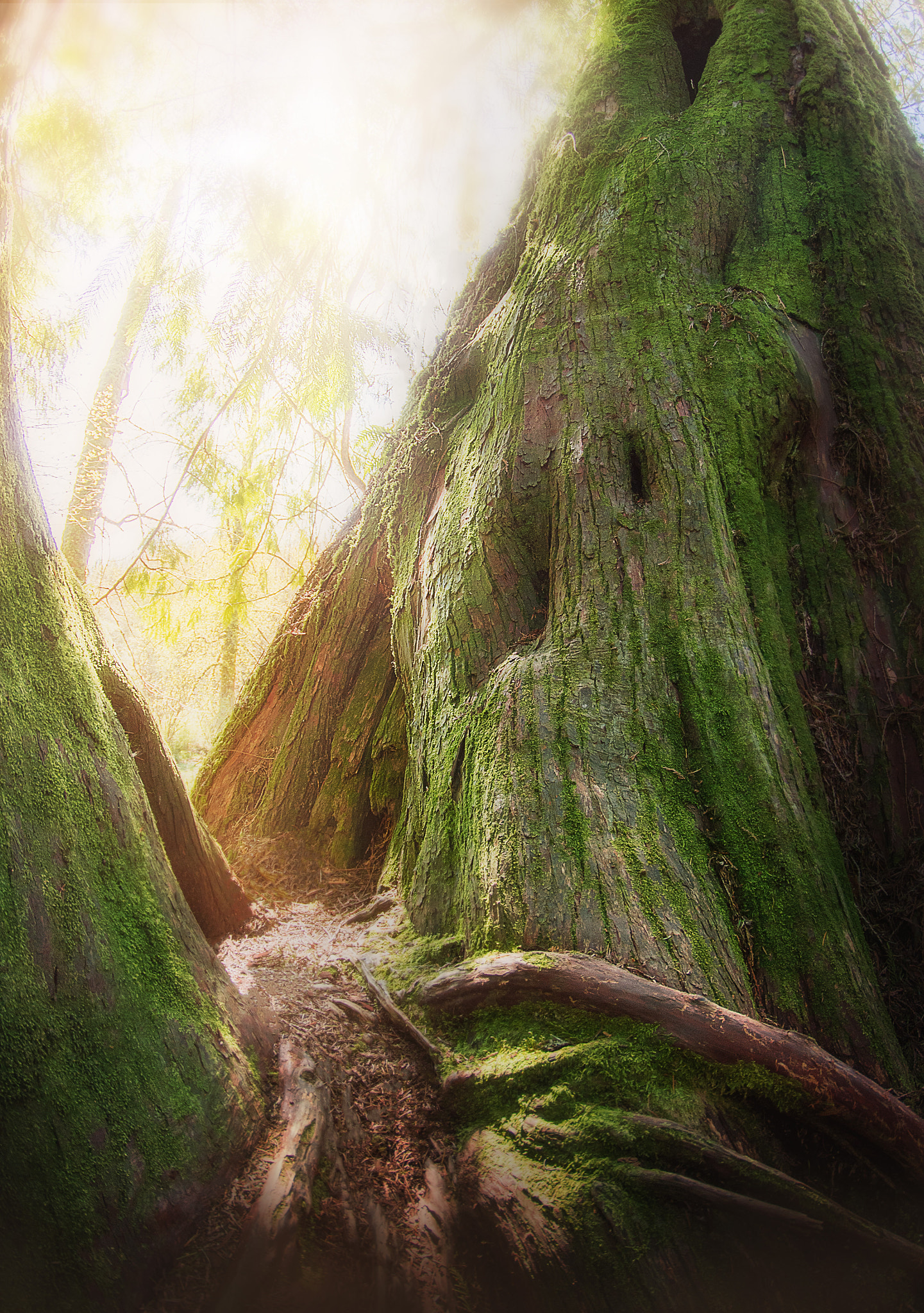Pentax K-50 sample photo. In the forest photography