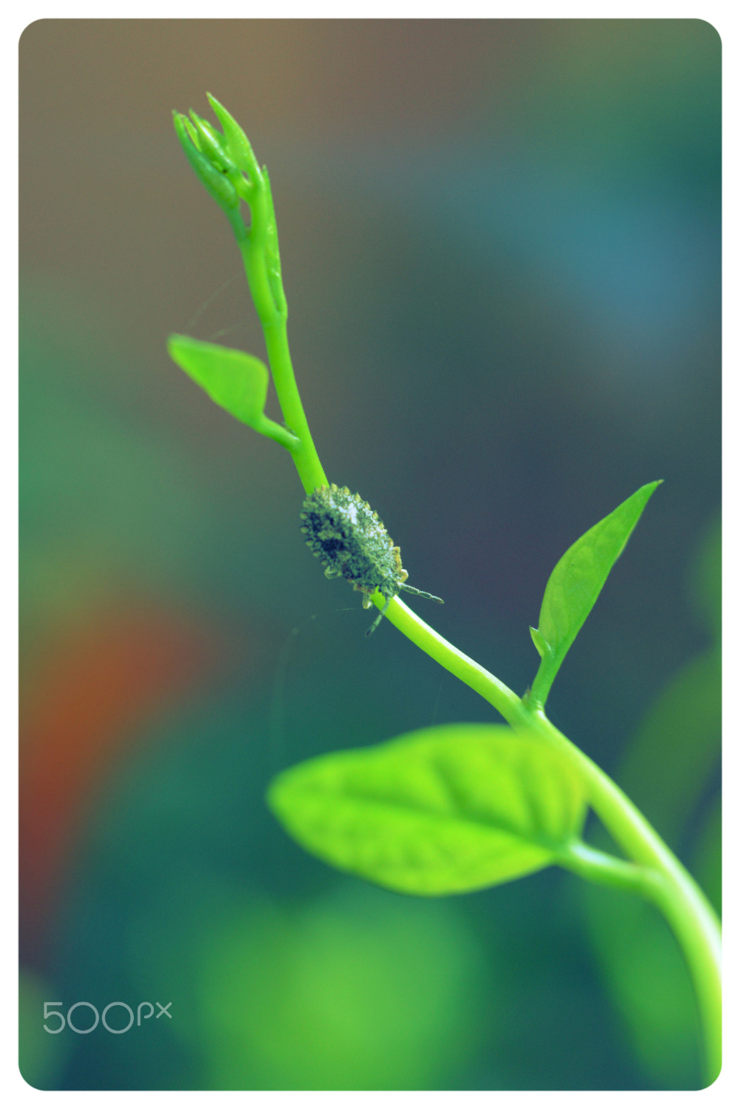 Manual Lens No CPU sample photo. Heading back home photography