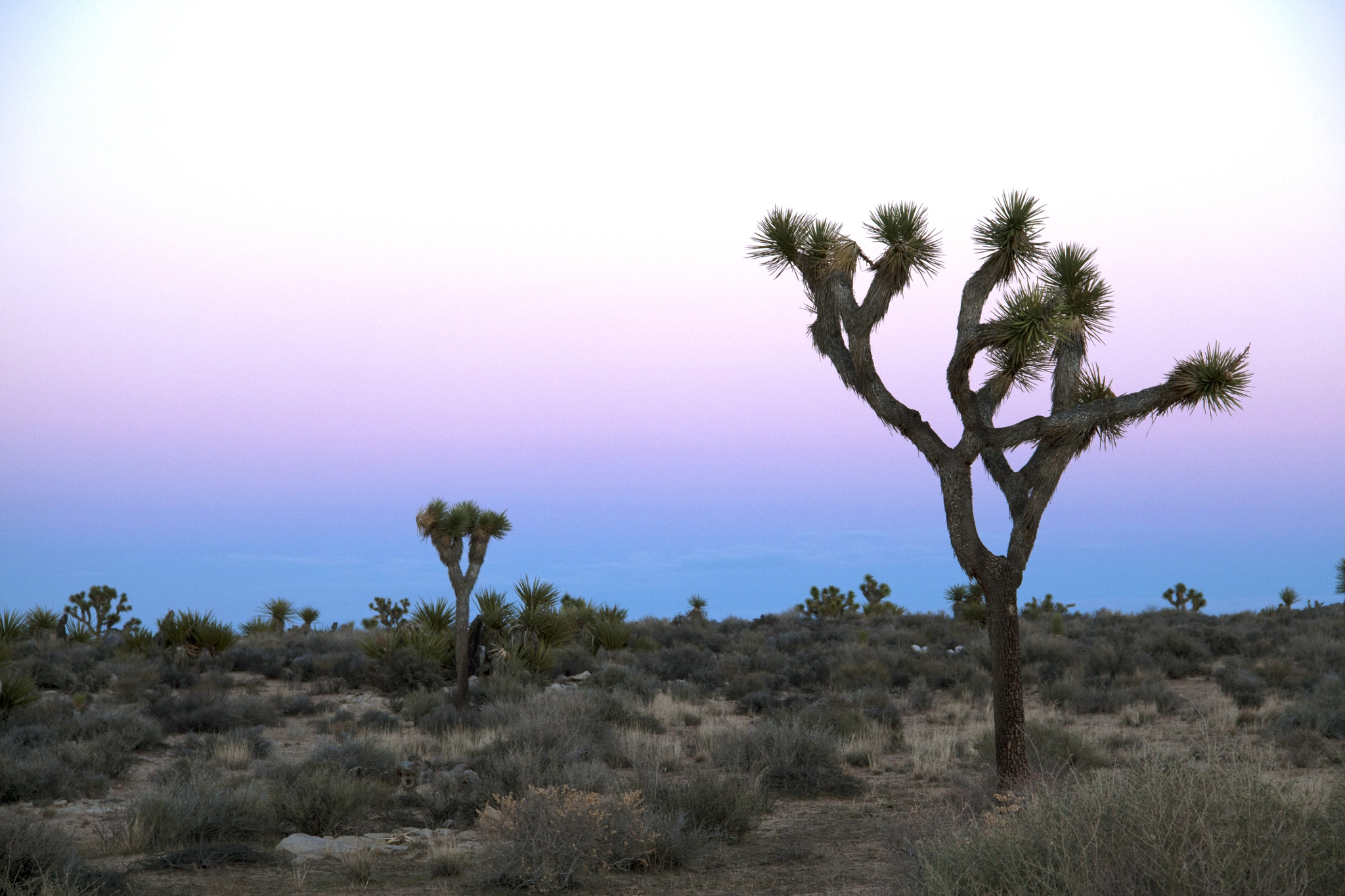 Canon EOS 450D (EOS Rebel XSi / EOS Kiss X2) sample photo. Joshua tree national park photography
