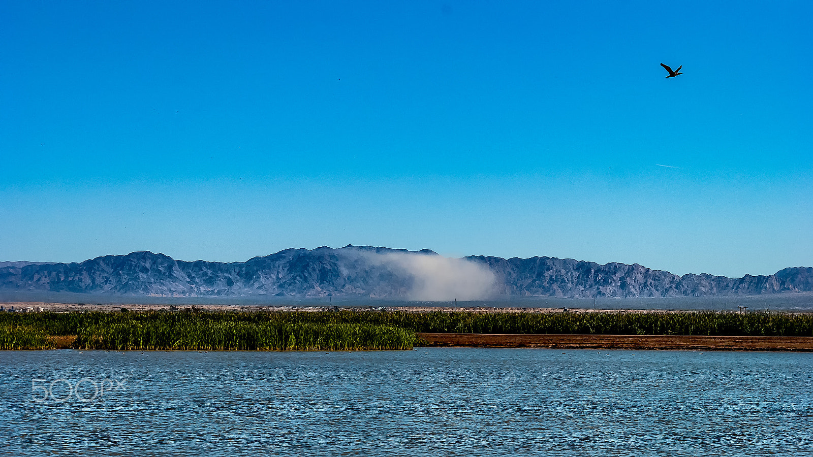 Nikon D60 sample photo. One bird in the sky photography