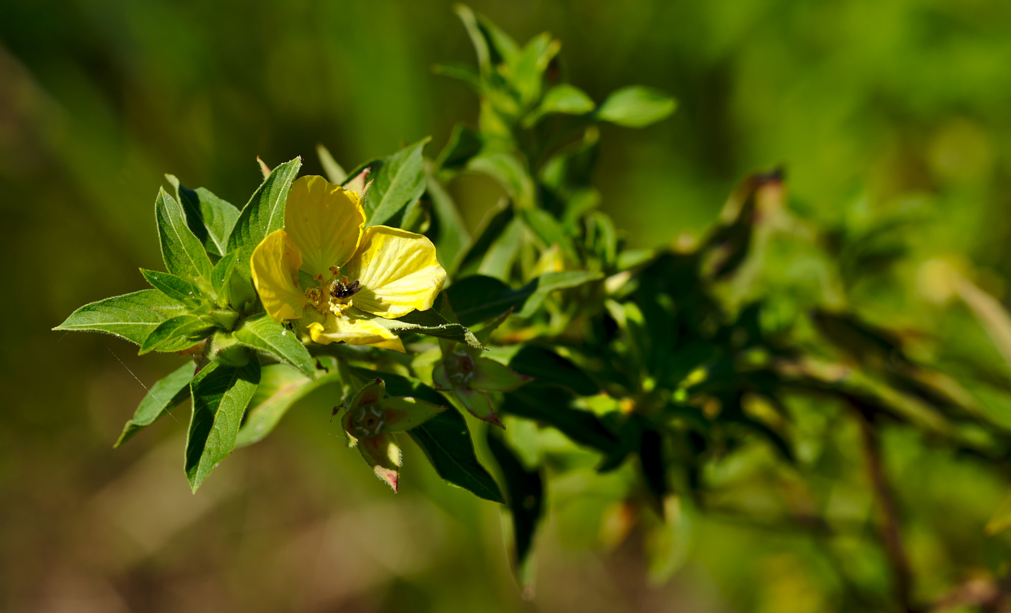 ZEISS Otus 85mm F1.4 sample photo. Yellow flower with insect photography