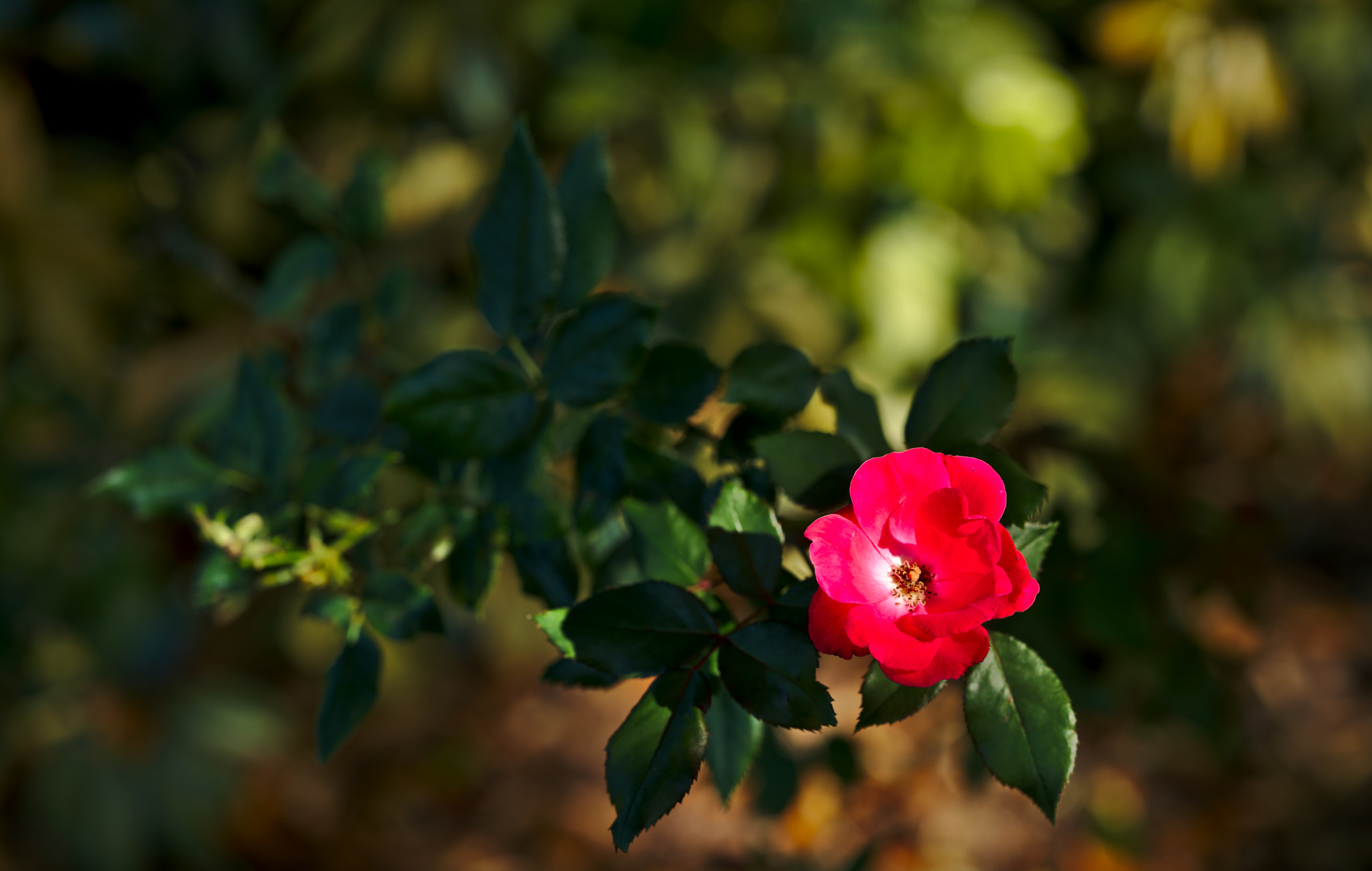 ZEISS Otus 85mm F1.4 sample photo. A lone red rose photography