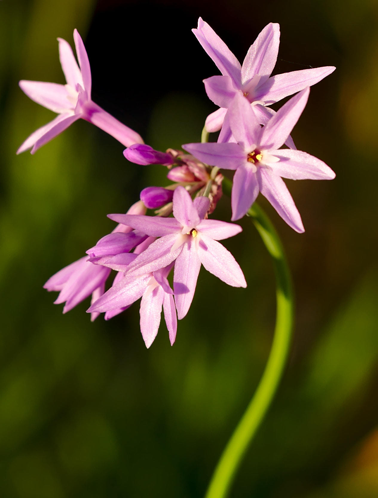 ZEISS Otus 85mm F1.4 sample photo. Pink flowers photography