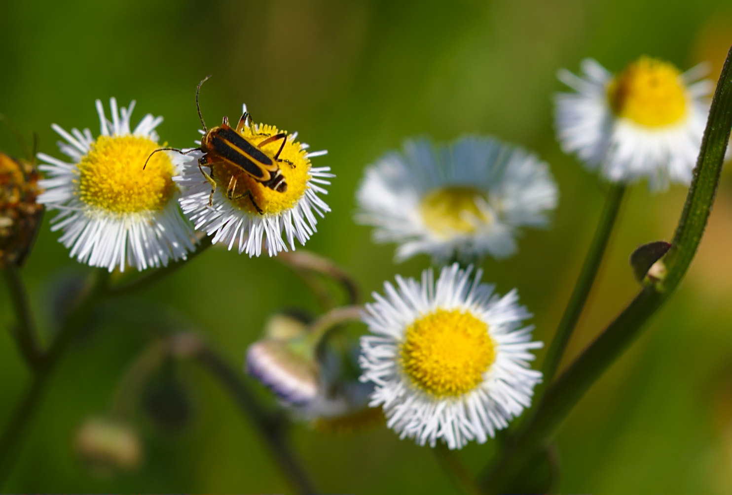 ZEISS Otus 85mm F1.4 sample photo. A  margined leatherwing on a daisy photography
