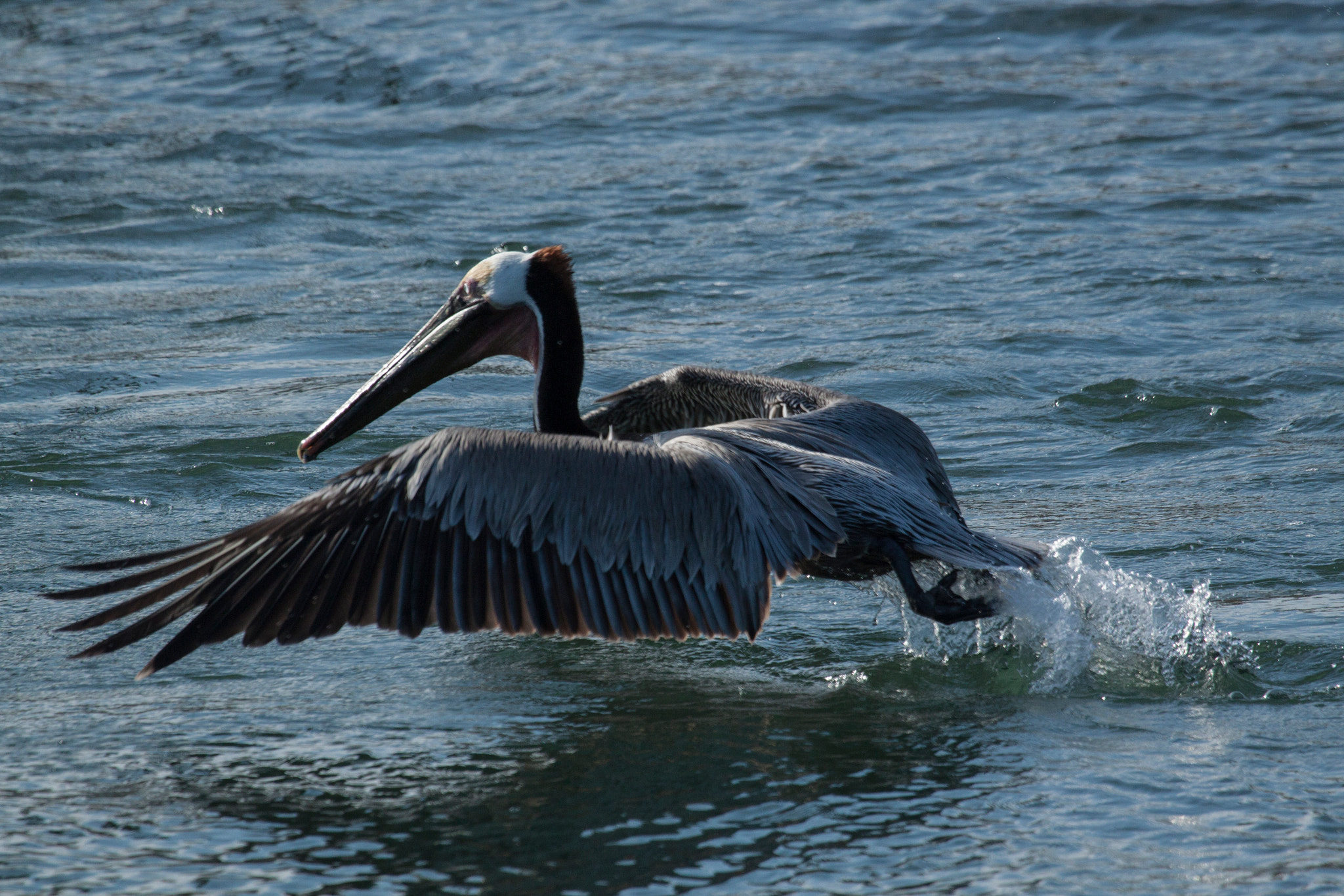 Canon EF 100-400mm F4.5-5.6L IS USM sample photo. Pelican takeoff photography