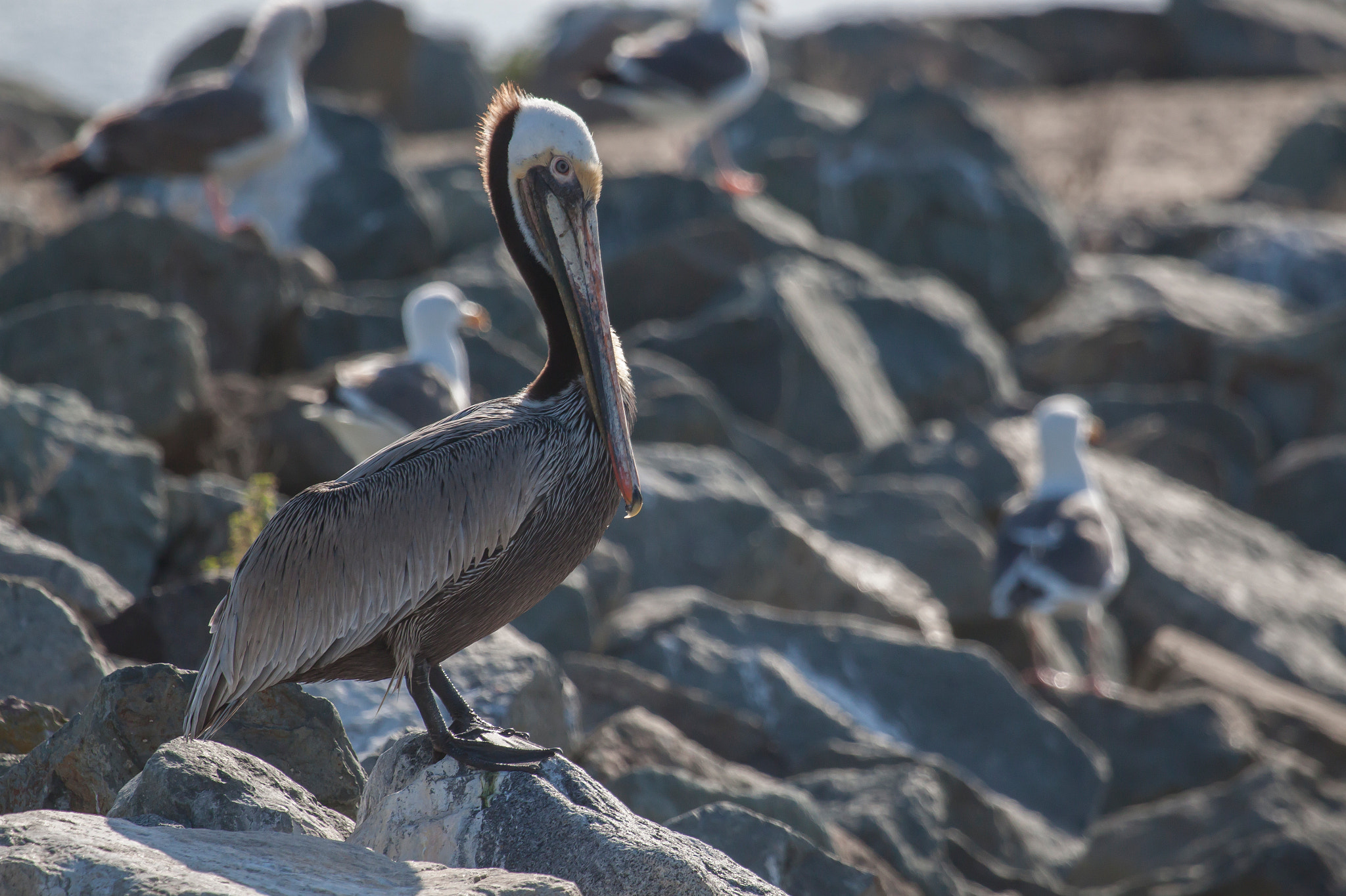 Canon EF 100-400mm F4.5-5.6L IS USM sample photo. Pelican and gulls photography