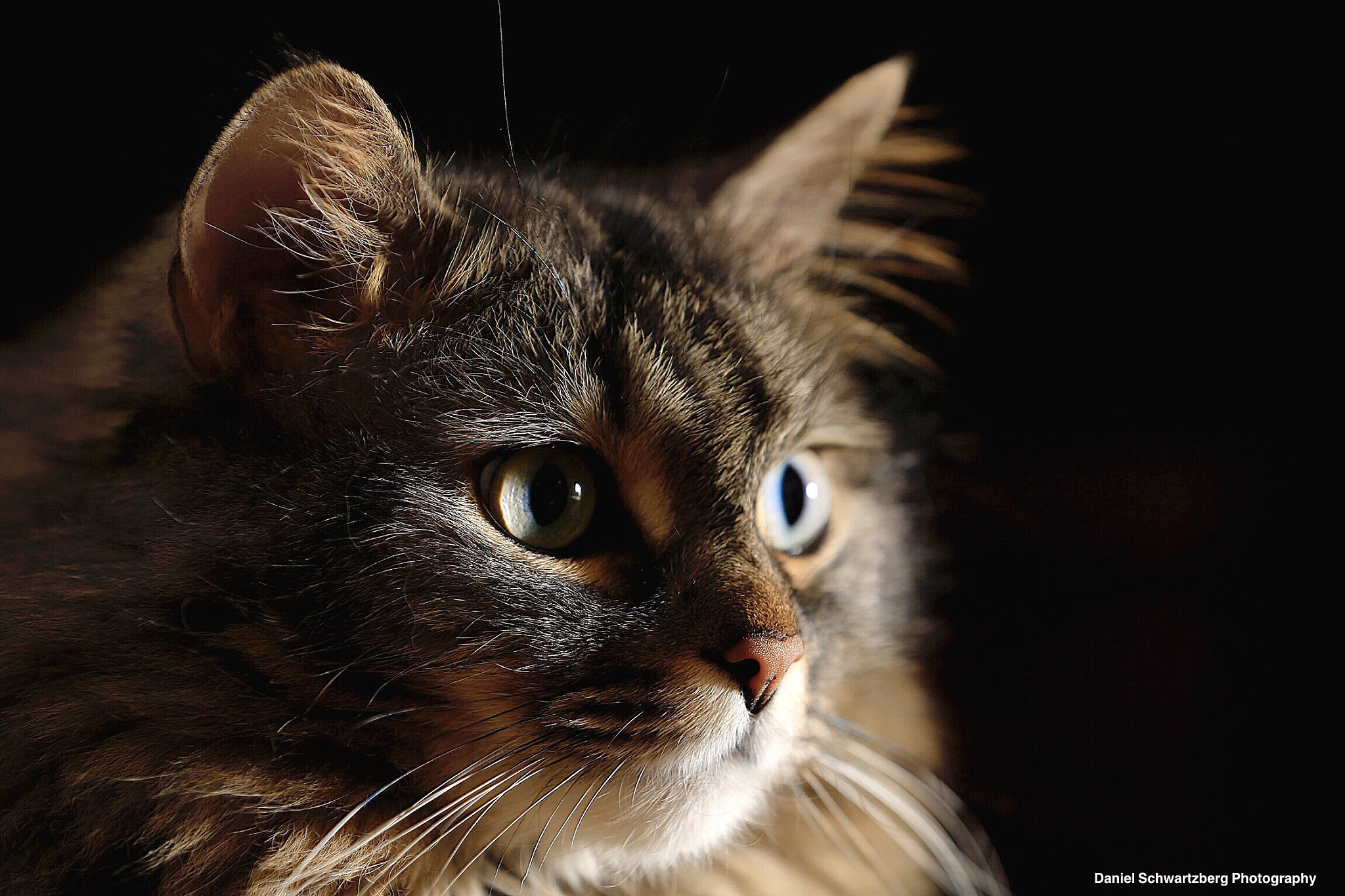 Canon EF 70-200mm F2.8L IS II USM sample photo