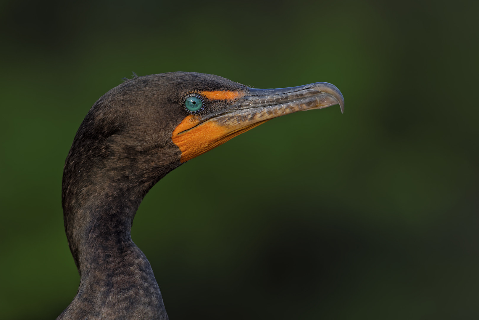 Nikon AF-S Nikkor 200-500mm F5.6E ED VR sample photo. Laser eyes photography