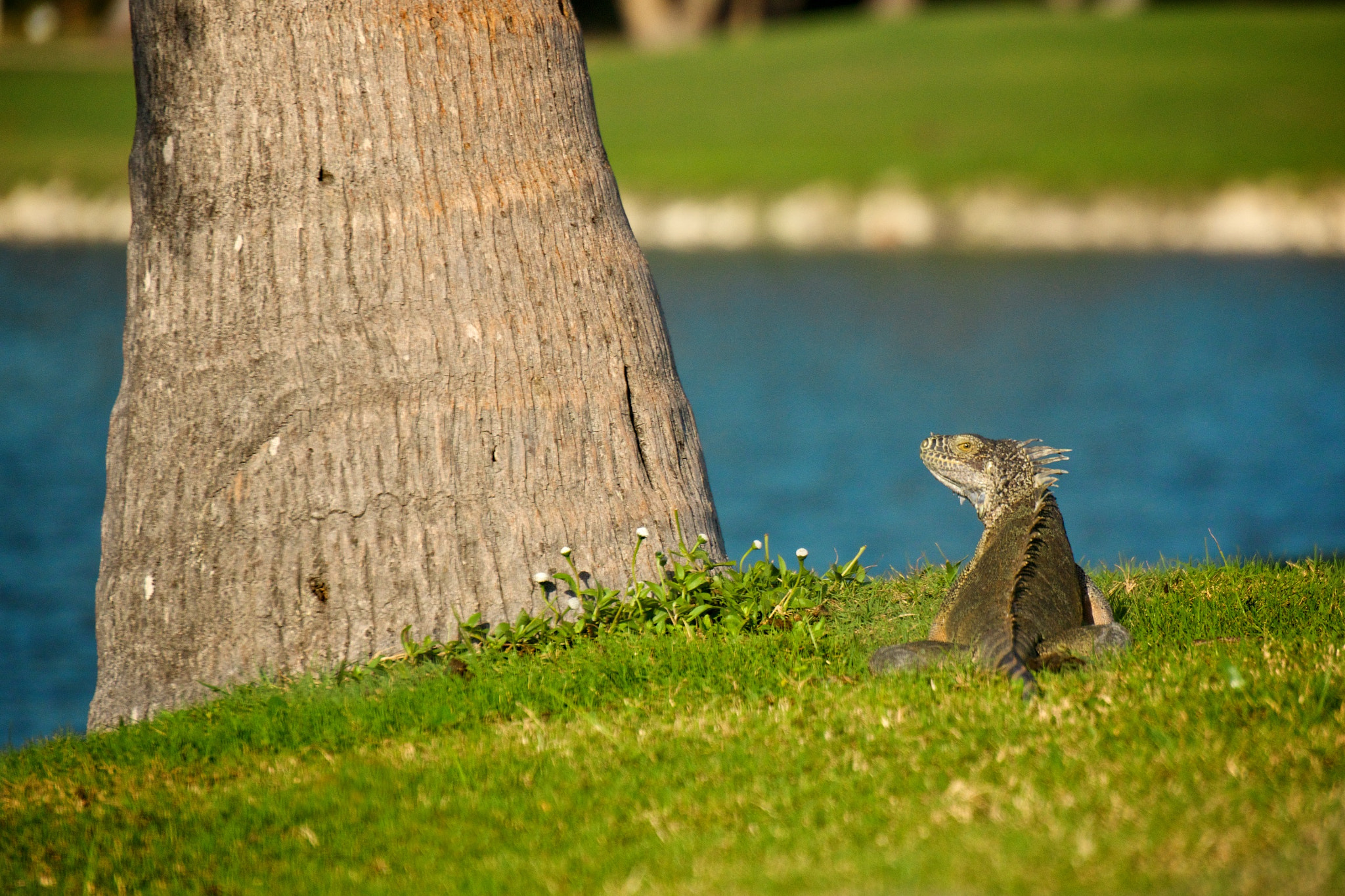 Sony E 55-210mm F4.5-6.3 OSS sample photo. Golf course iguana photography