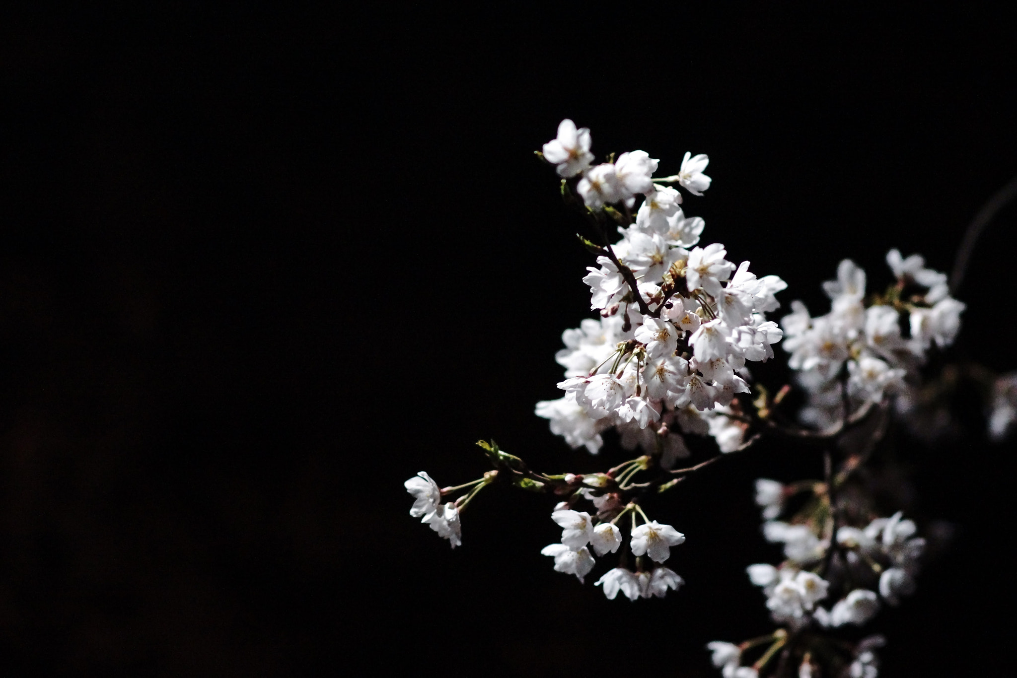 Sony SLT-A77 + 85mm F1.4 sample photo. Romance at night photography