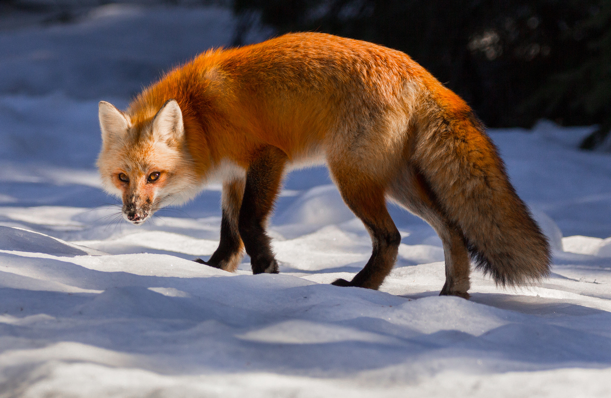 Canon EOS 60D + Sigma 150-600mm F5-6.3 DG OS HSM | C sample photo. Red fox .... photography