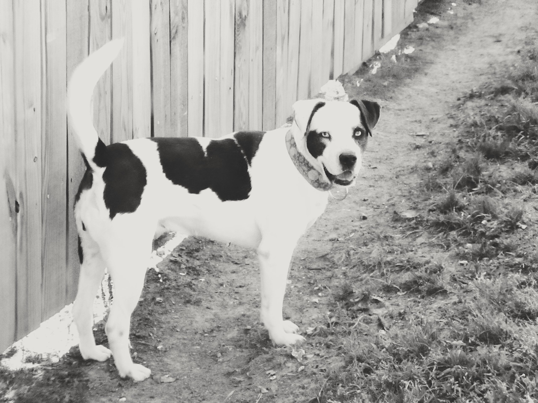 Canon PowerShot ELPH 160 (IXUS 160 / IXY 150) sample photo. Dog photography photography