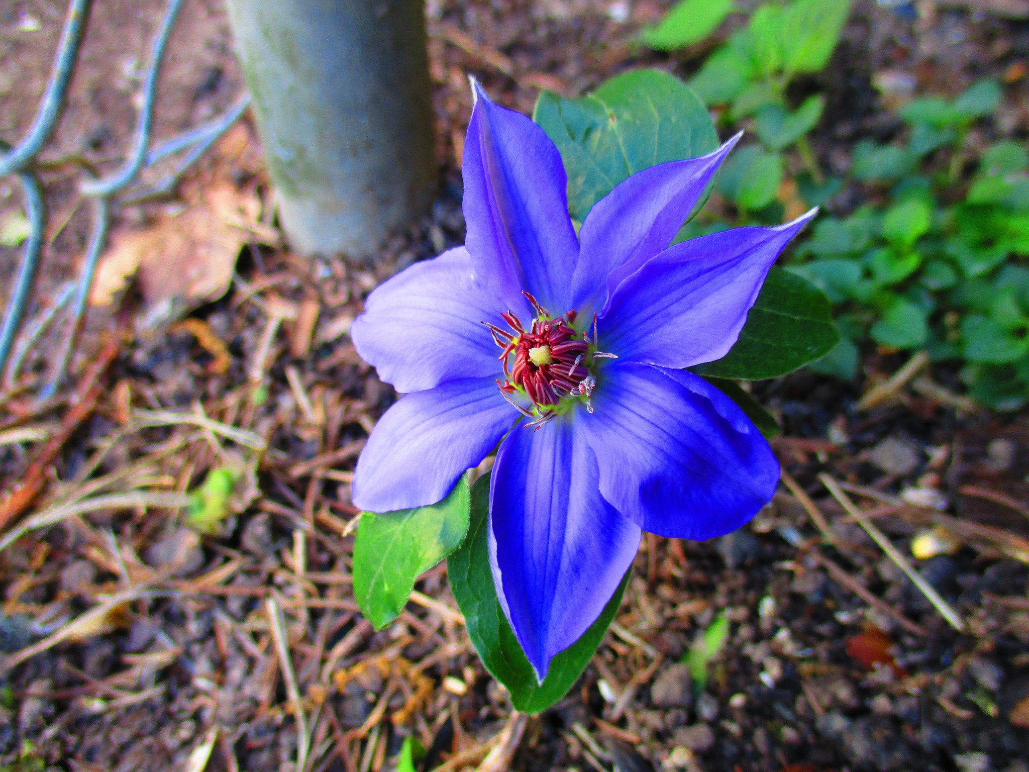Canon PowerShot ELPH 160 (IXUS 160 / IXY 150) sample photo. Purple flower photography