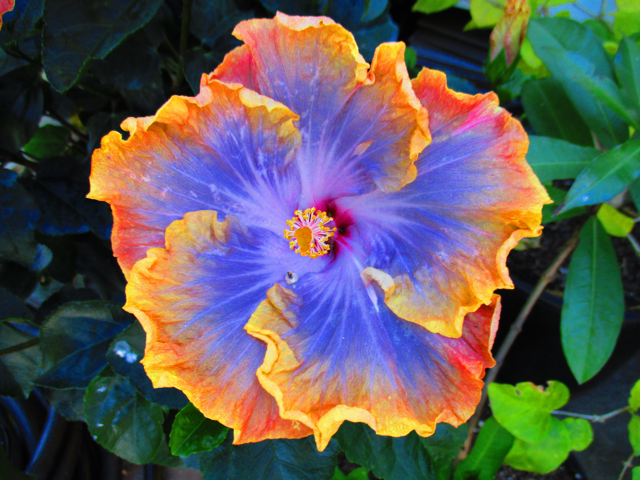 Canon PowerShot ELPH 160 (IXUS 160 / IXY 150) sample photo. Pretty color flower photography