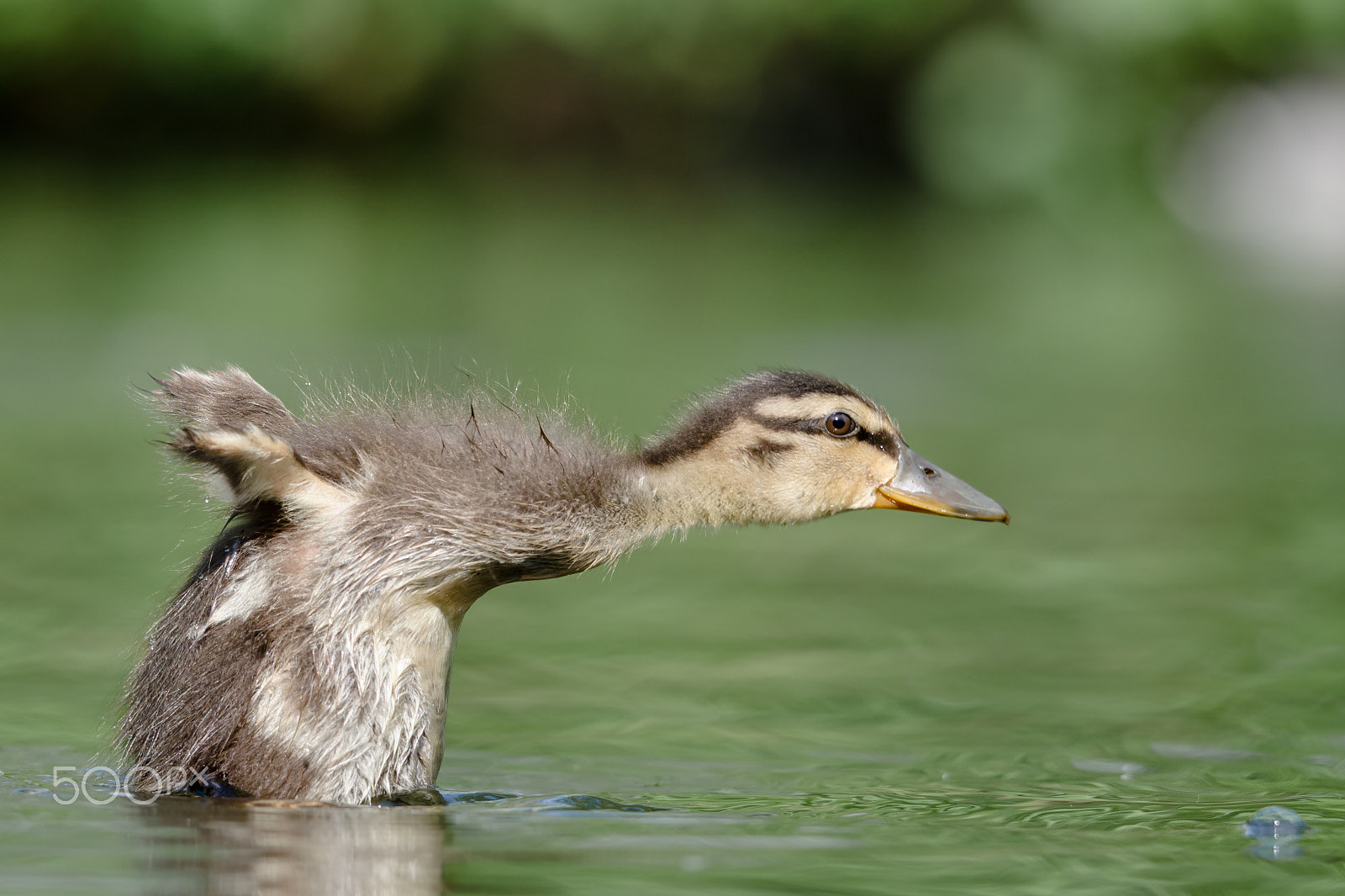 Sigma 120-400mm F4.5-5.6 DG OS HSM sample photo. Frühsport photography