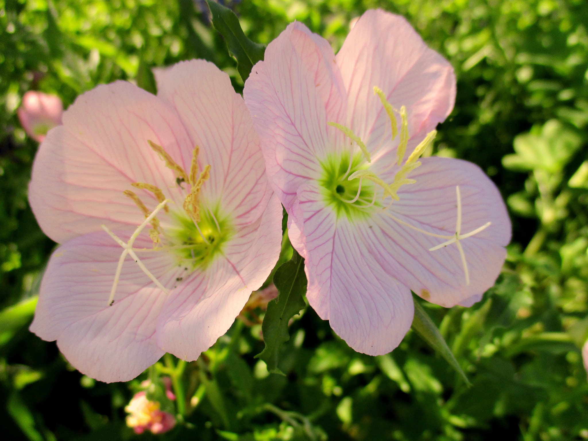 Canon PowerShot ELPH 160 (IXUS 160 / IXY 150) sample photo. Pink flowers photography