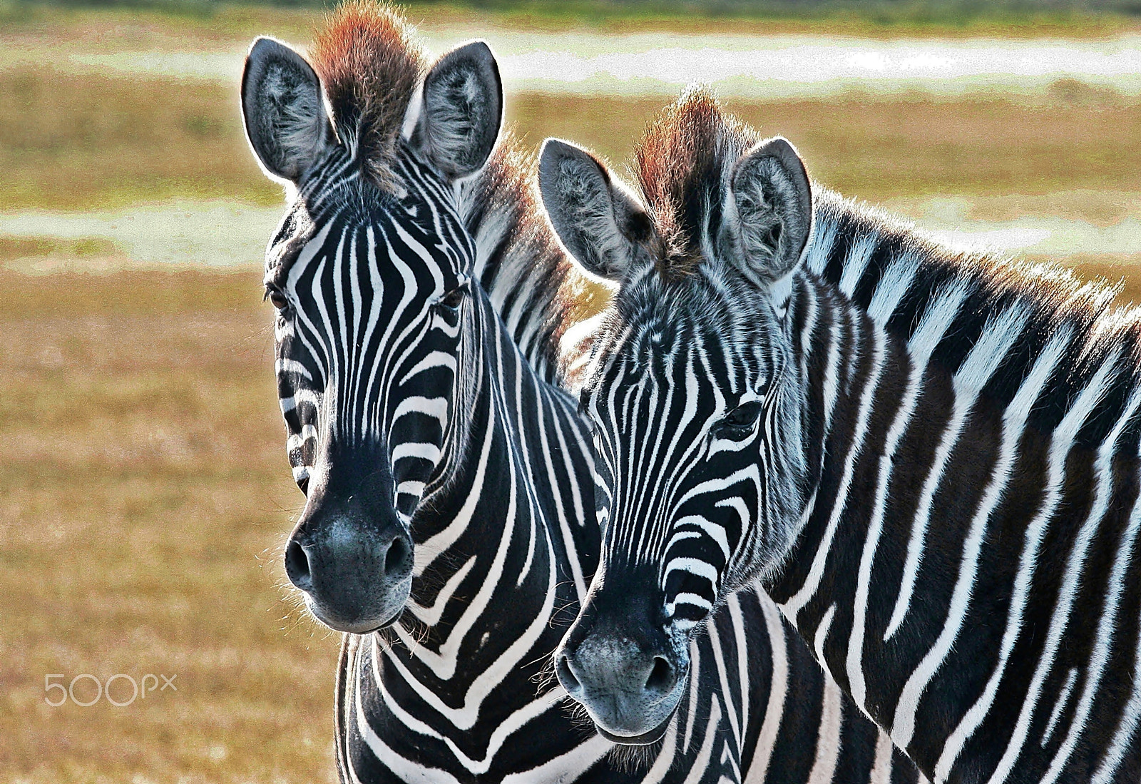 Canon EF-S 55-250mm F4-5.6 IS sample photo. Zebra photography